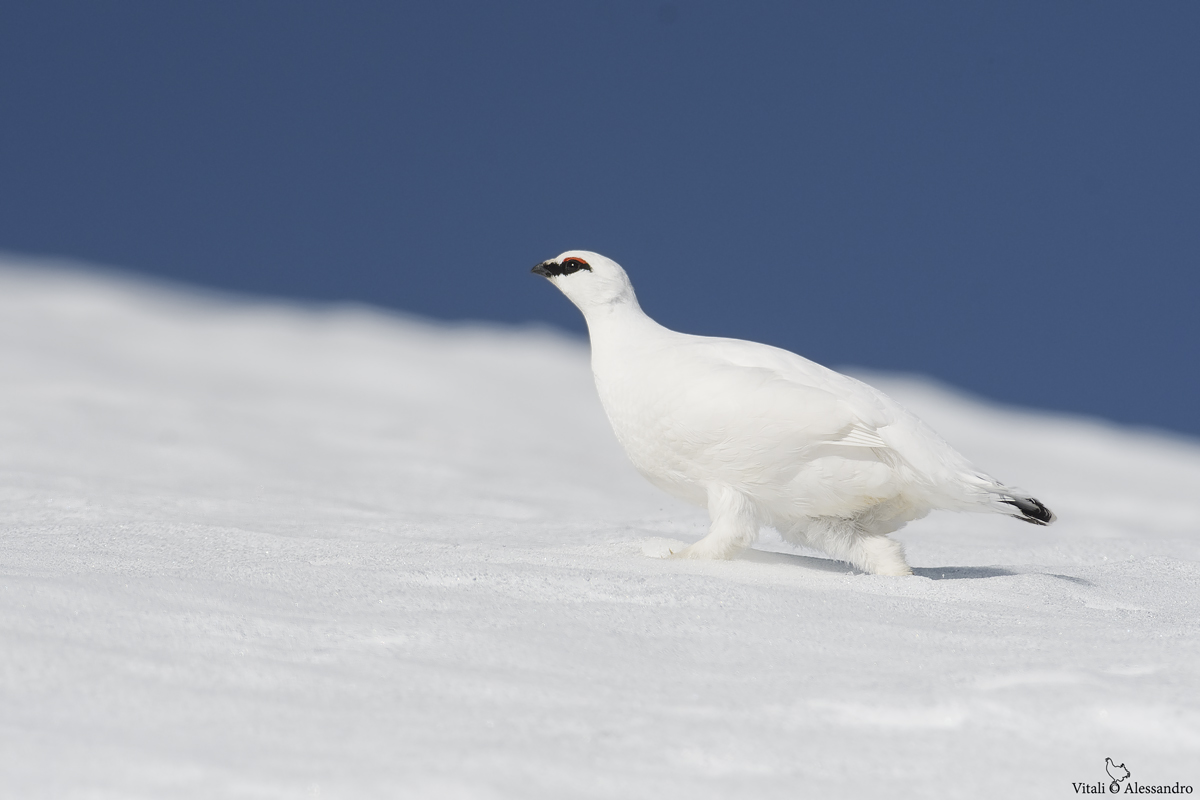 White partridge