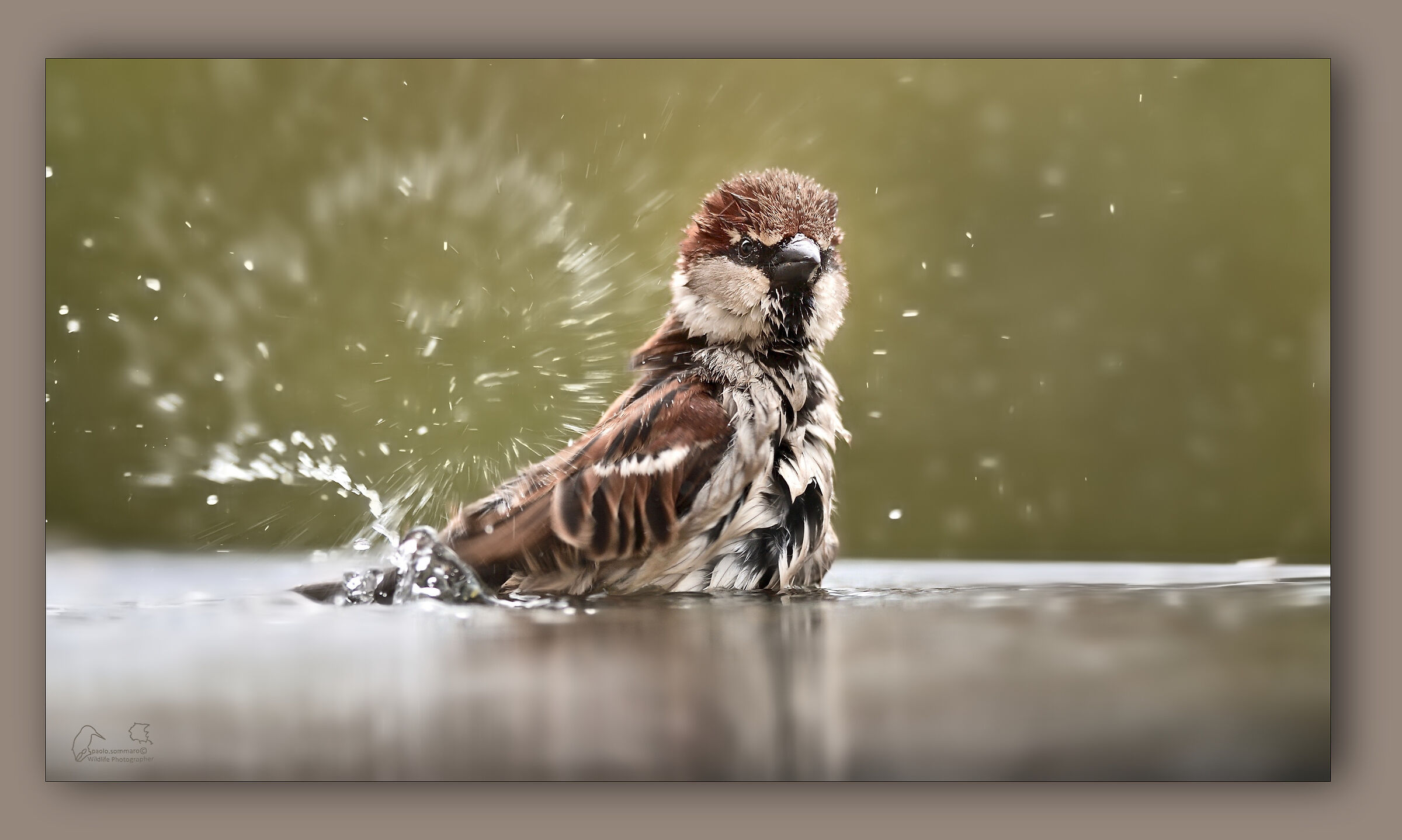 A sparrow...