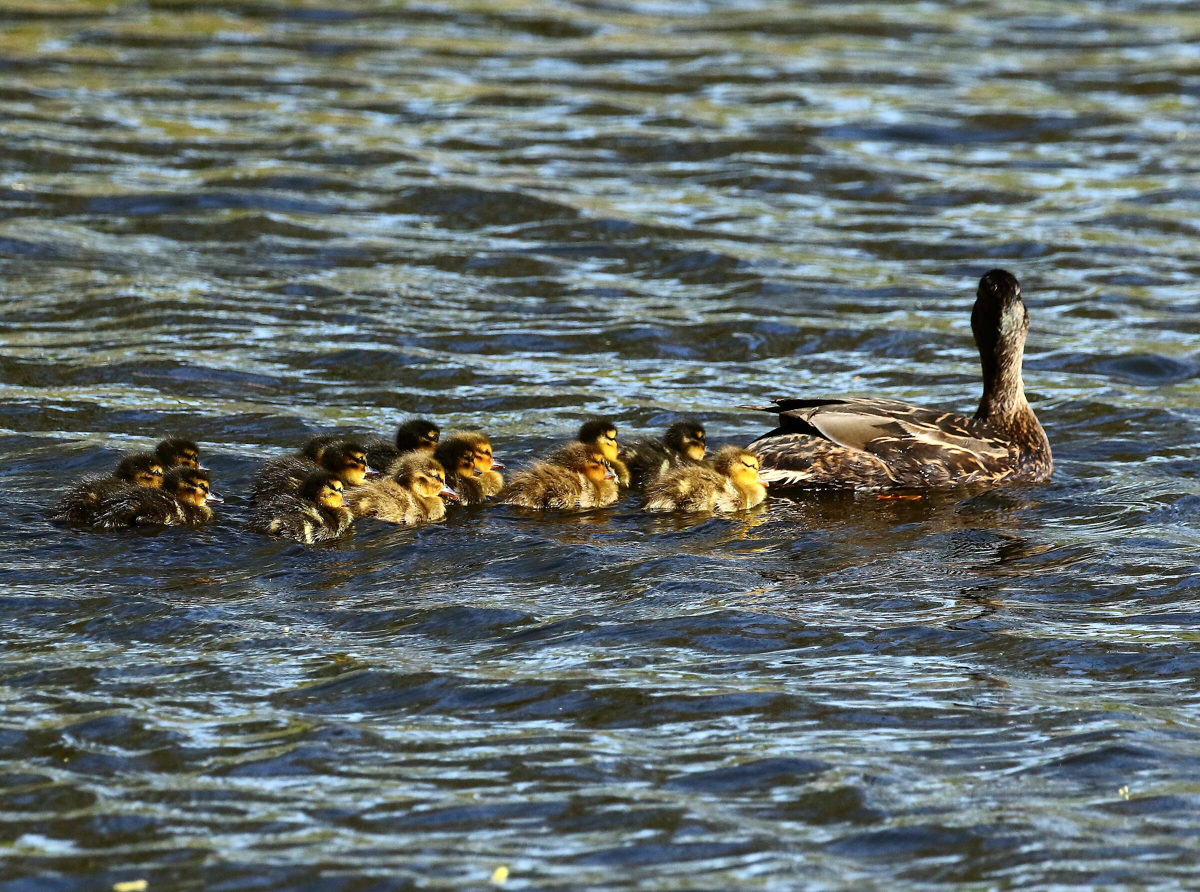 Hurrah! the first brood of 2020
