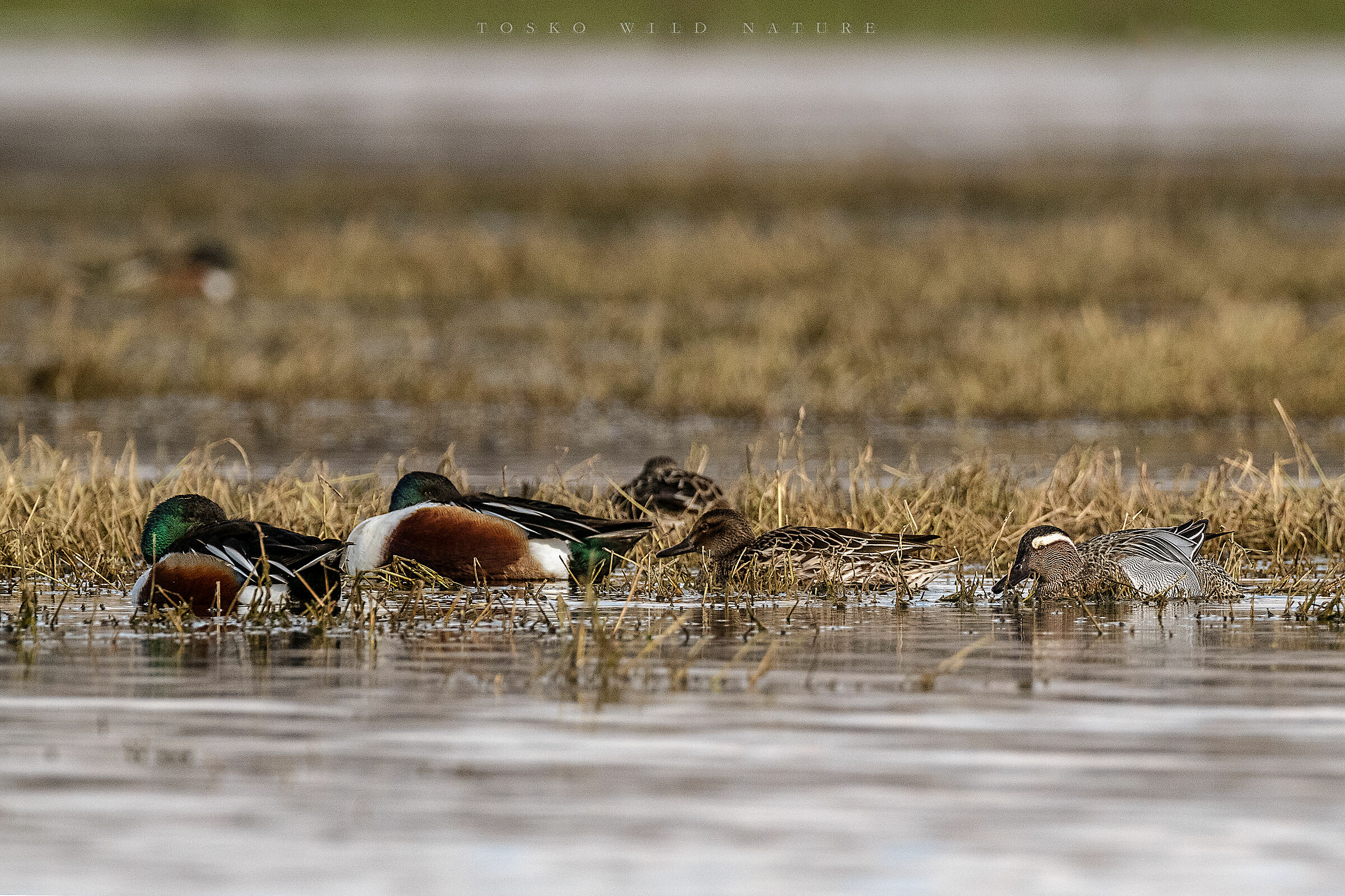 Mestoloni(Anas clypeata) e Marzaiole(Anas querquedula)