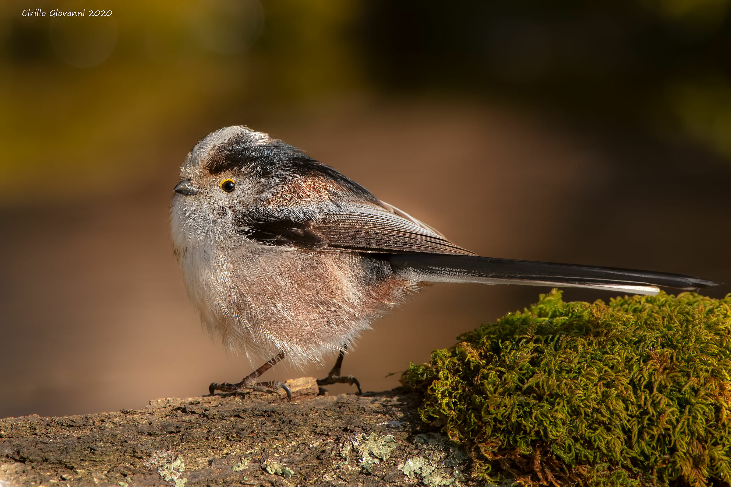 CODIBUGNOLO in its beauty