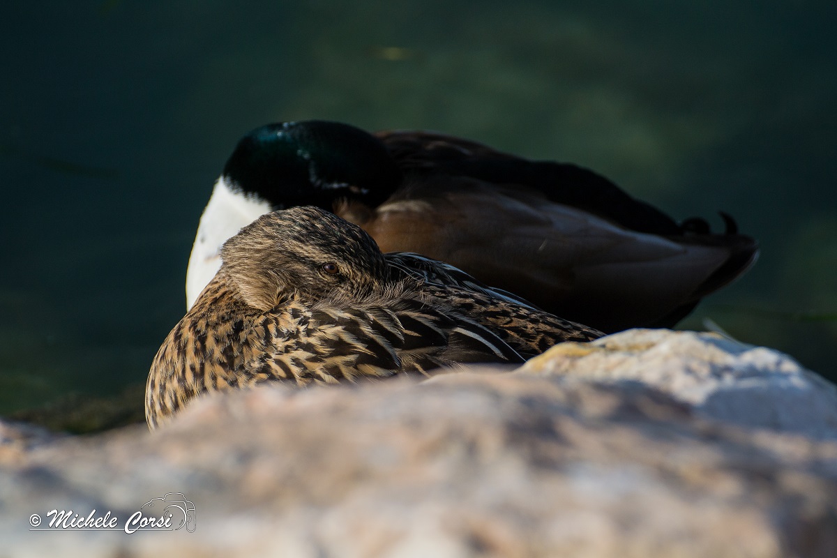Mallard
