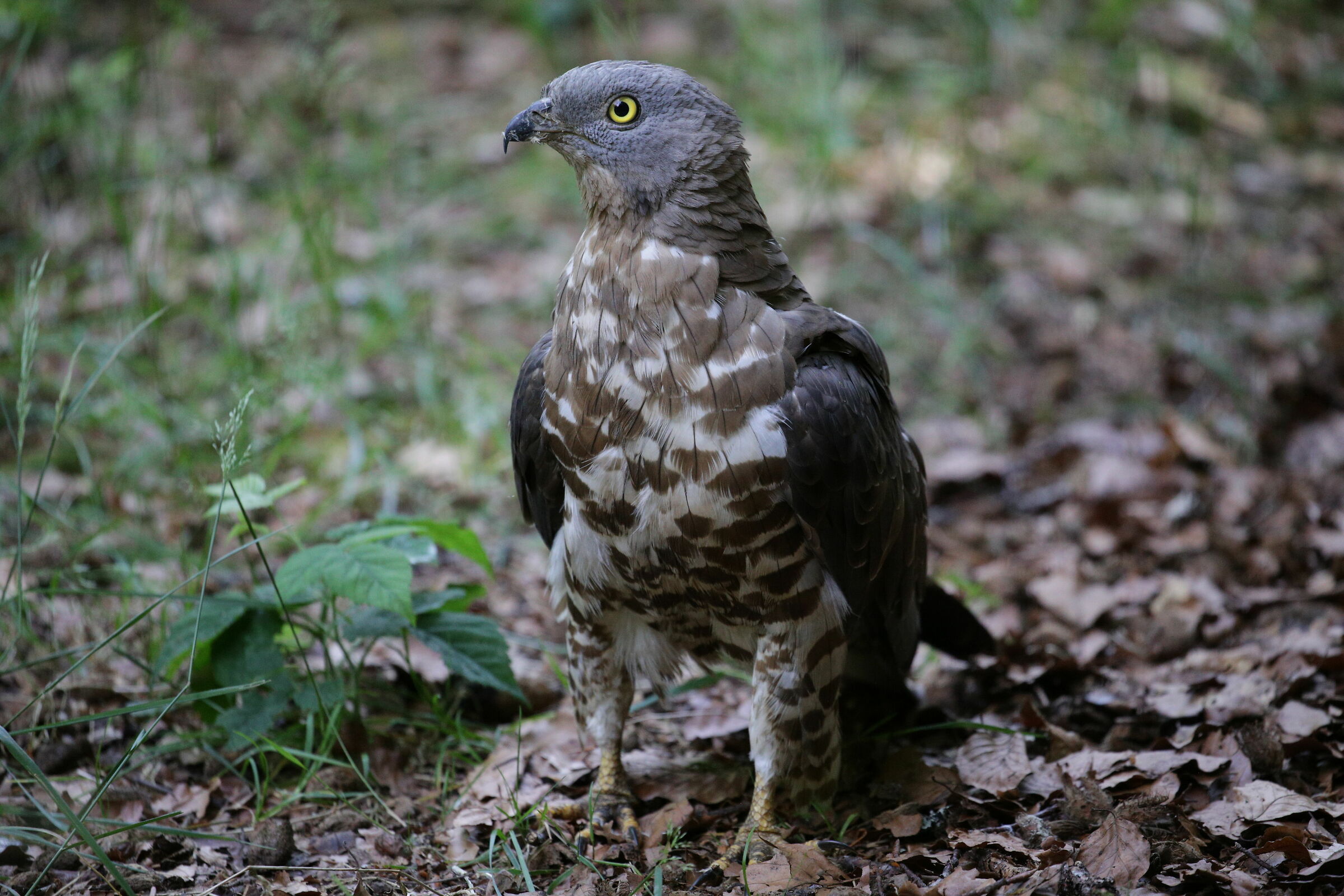 In posa. Bayerischer Wald, Germania.