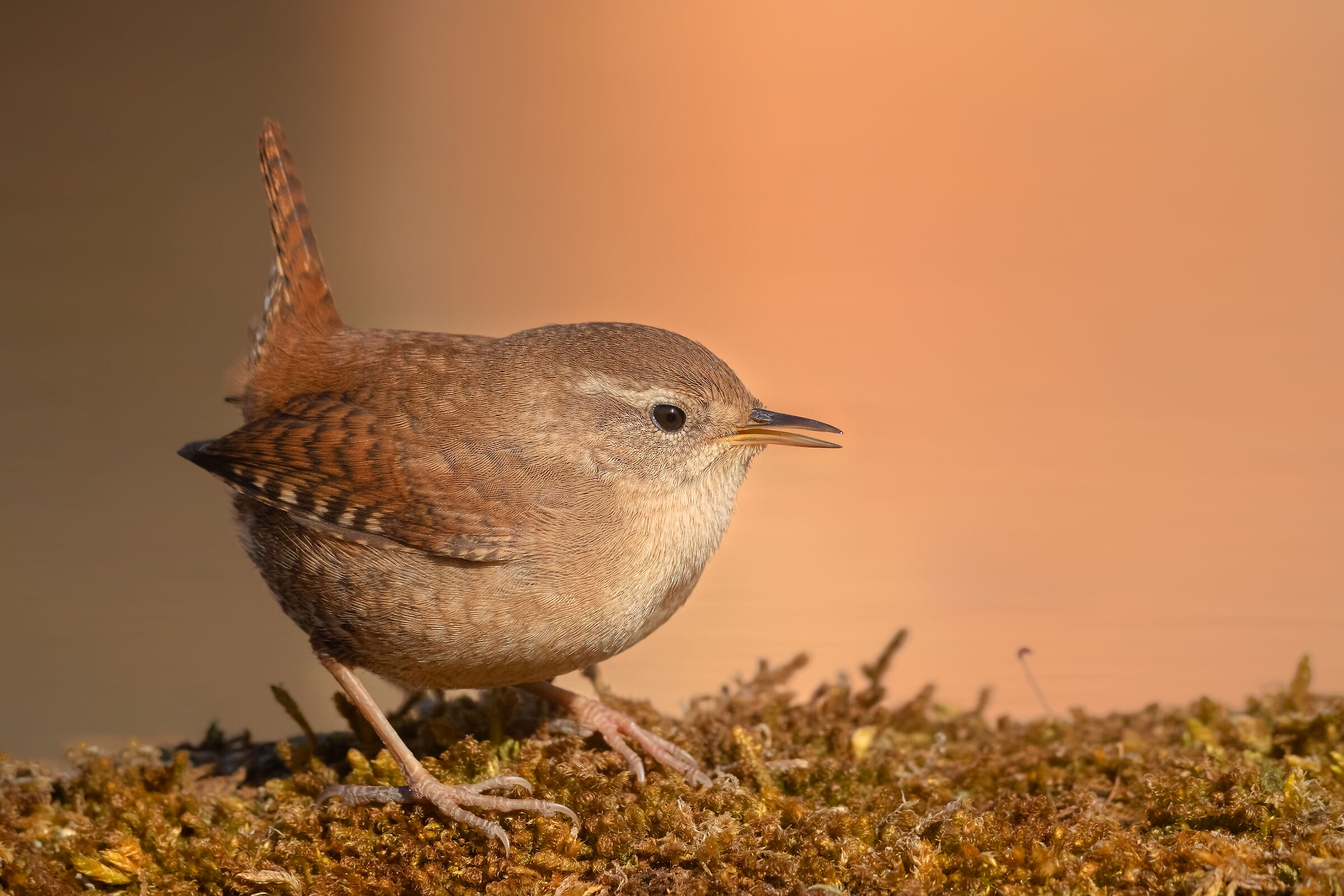 Scricciolo - inverno 2019