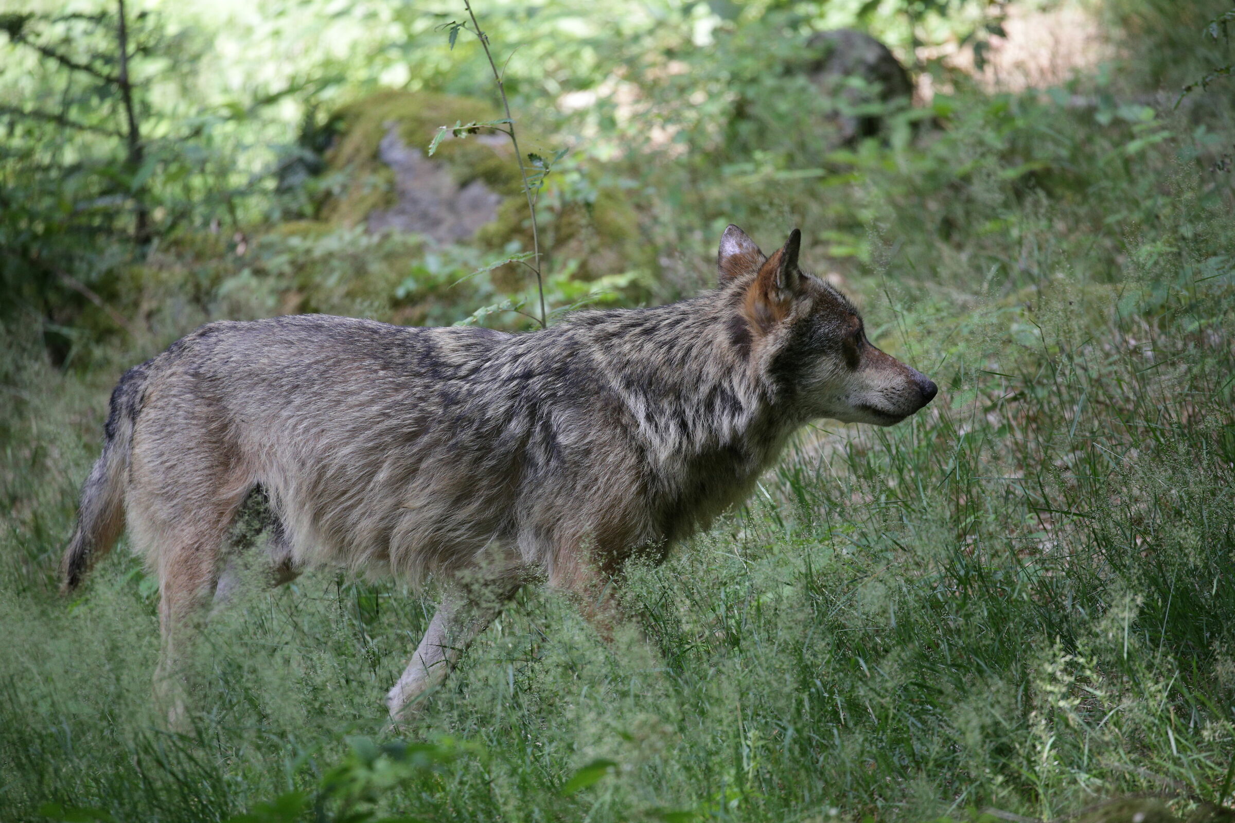 In cerca di prede. Bayerischer Wald, Germania.