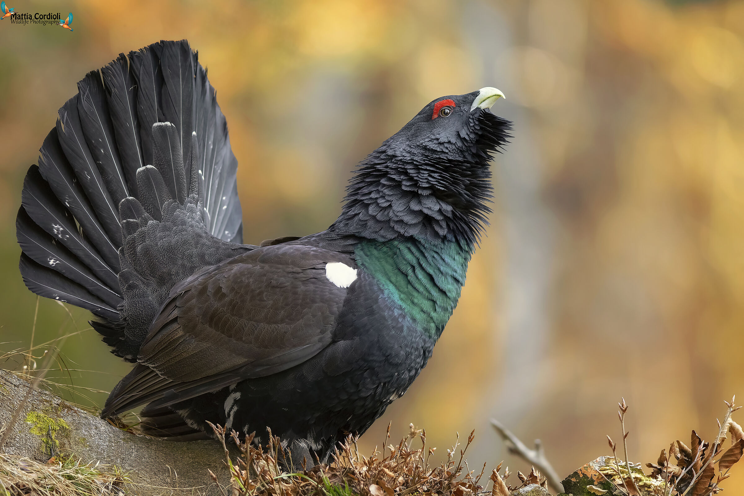 Autumn Capercaillie