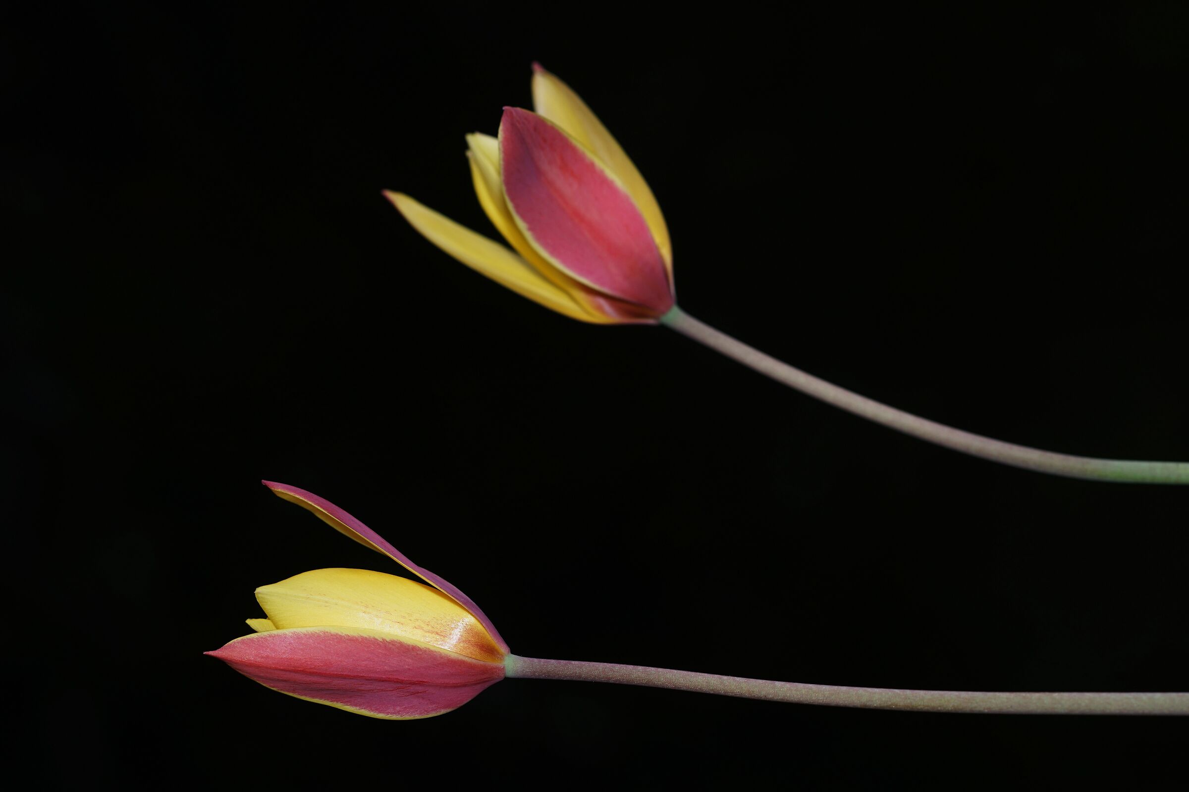 Tulipa chrysantha