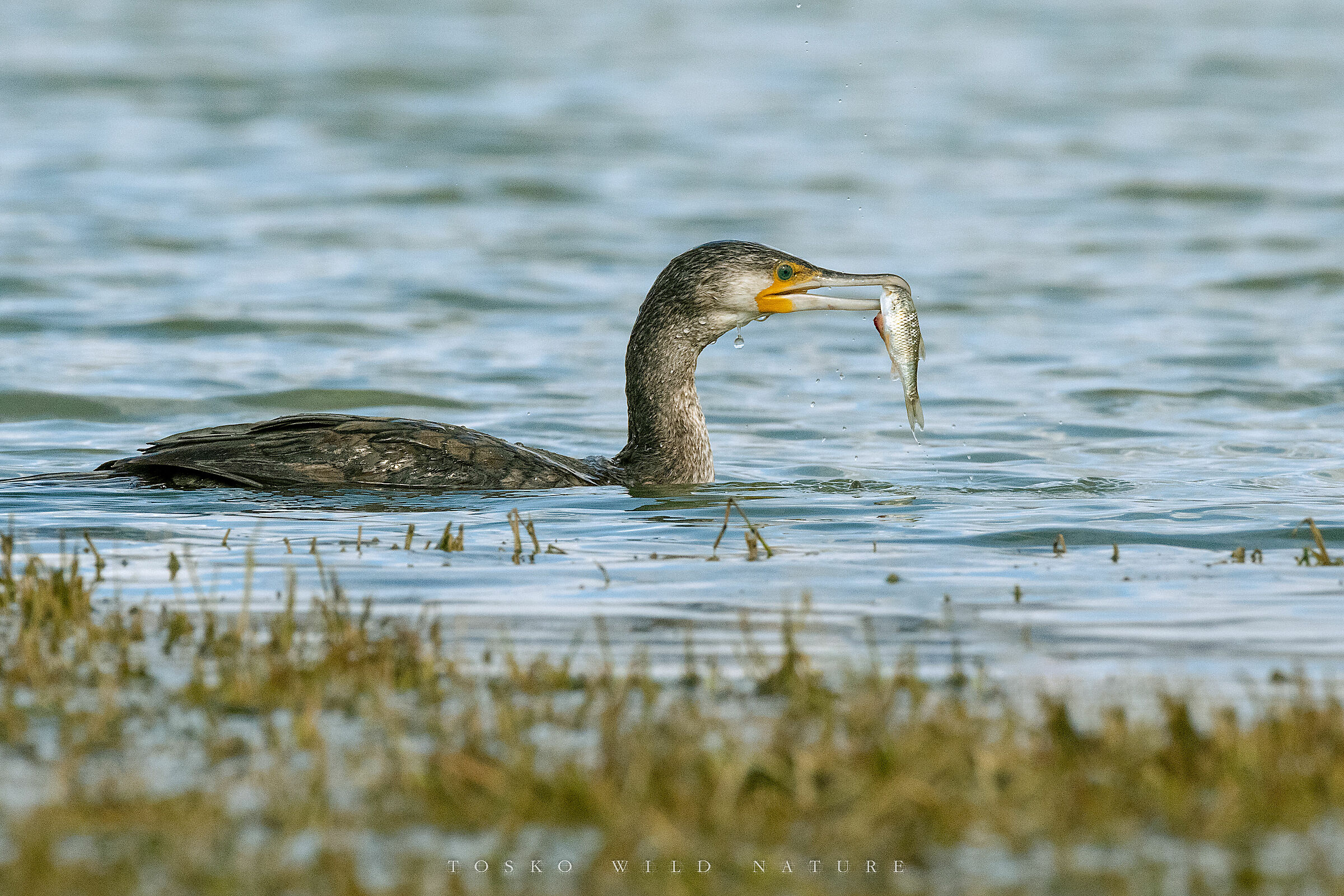 Cormorano(Phalacrocorax carbo)