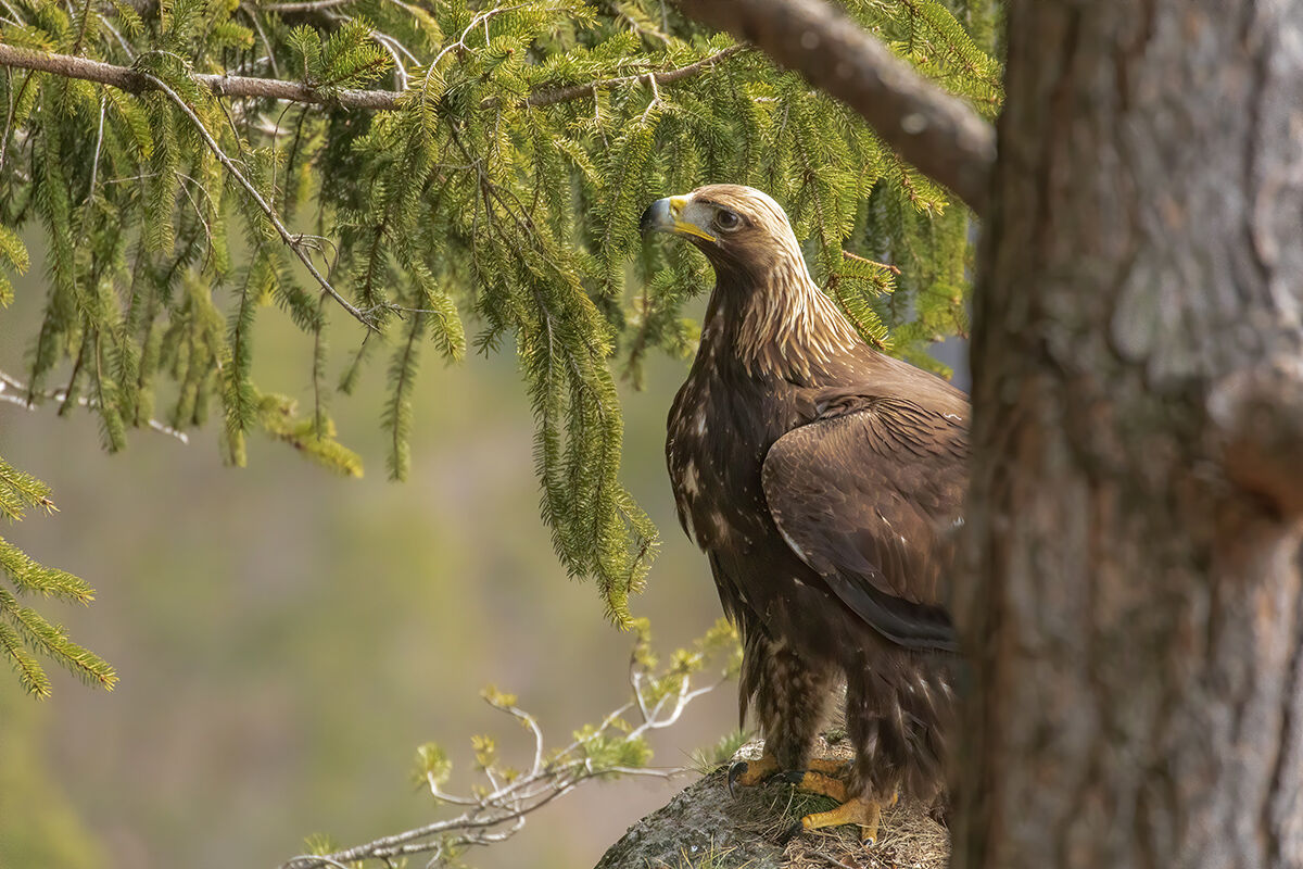 aquila reale -Alpi Italiane-