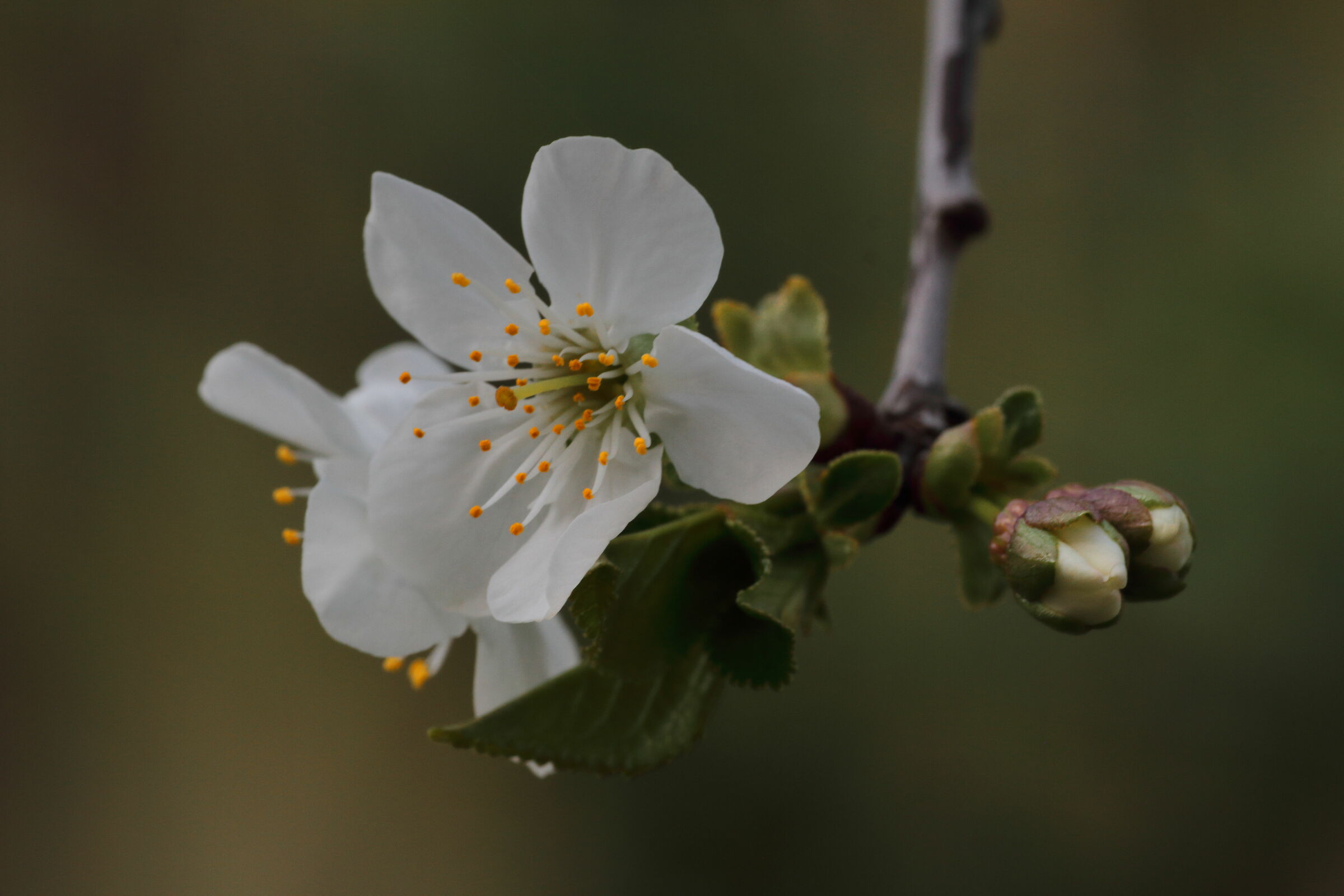 Un accenno di primavera: future amarene