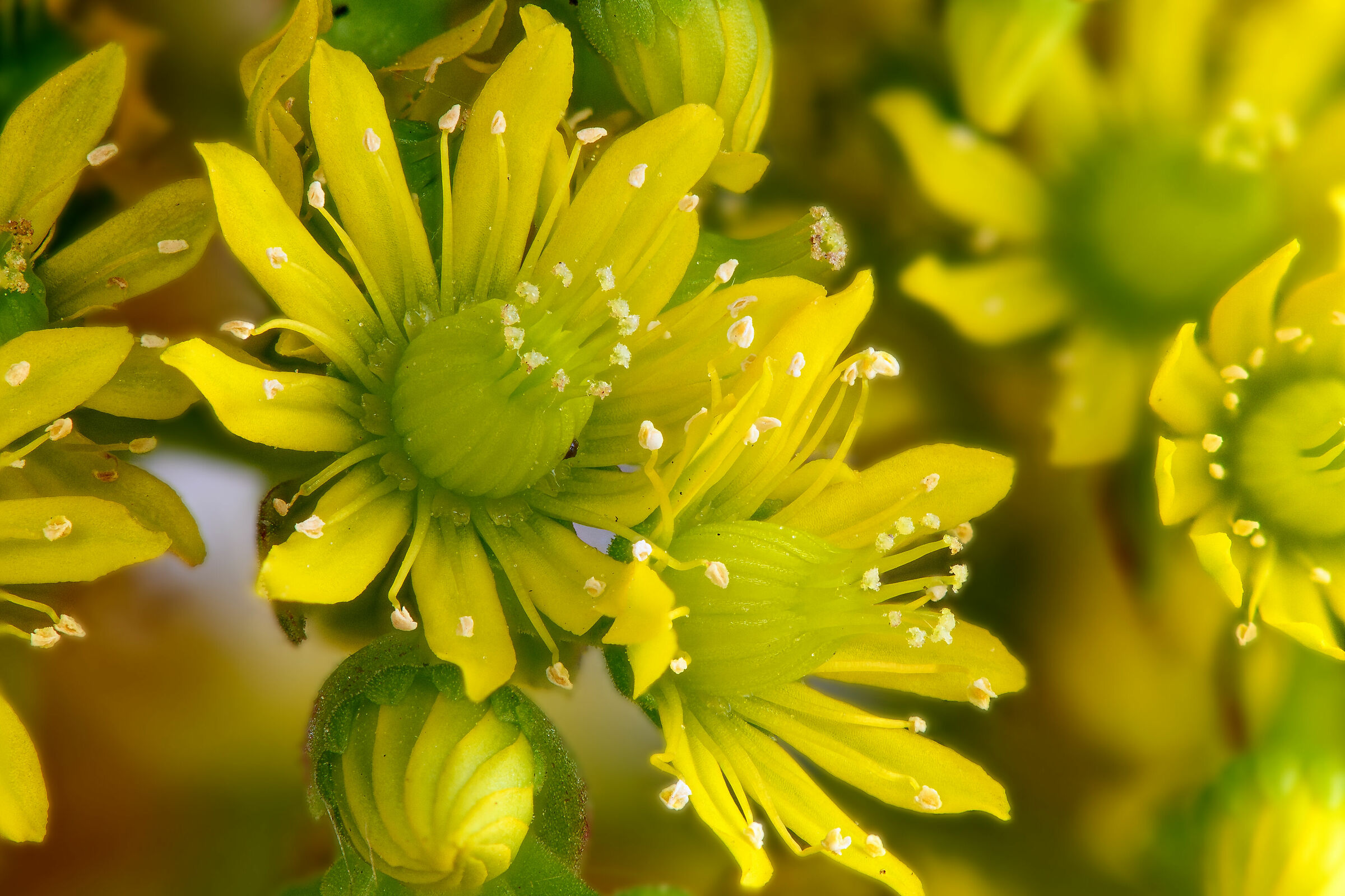 #fiori color #macro #micro #nikon #z6