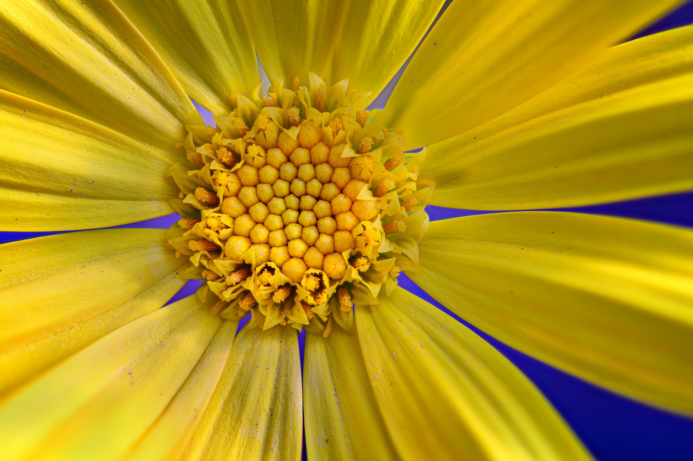 yellow-flowers #macro #micro #nikon #z6