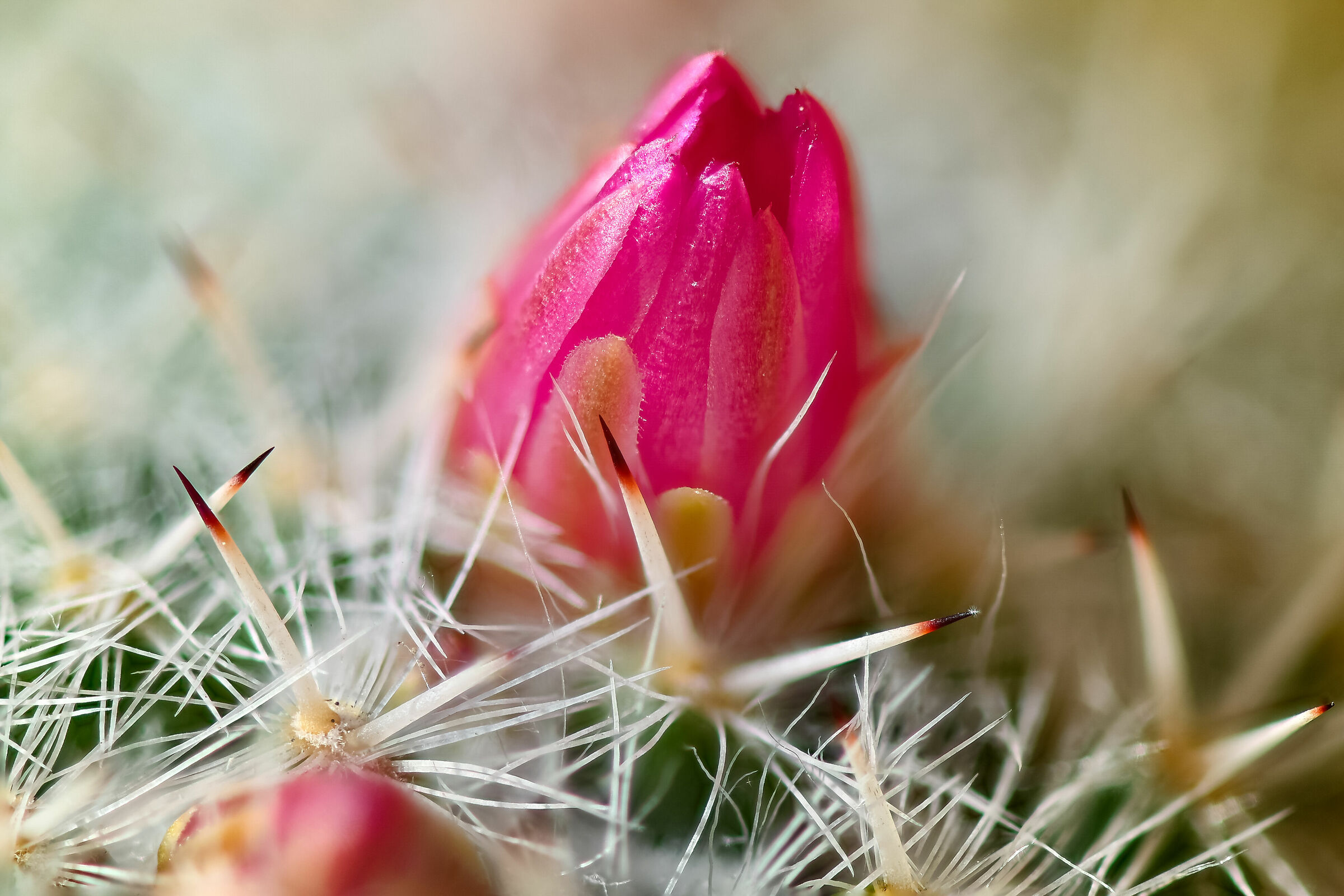 #macro #fiori #micro #fiori #spine #fiori thorns #nikon #z6