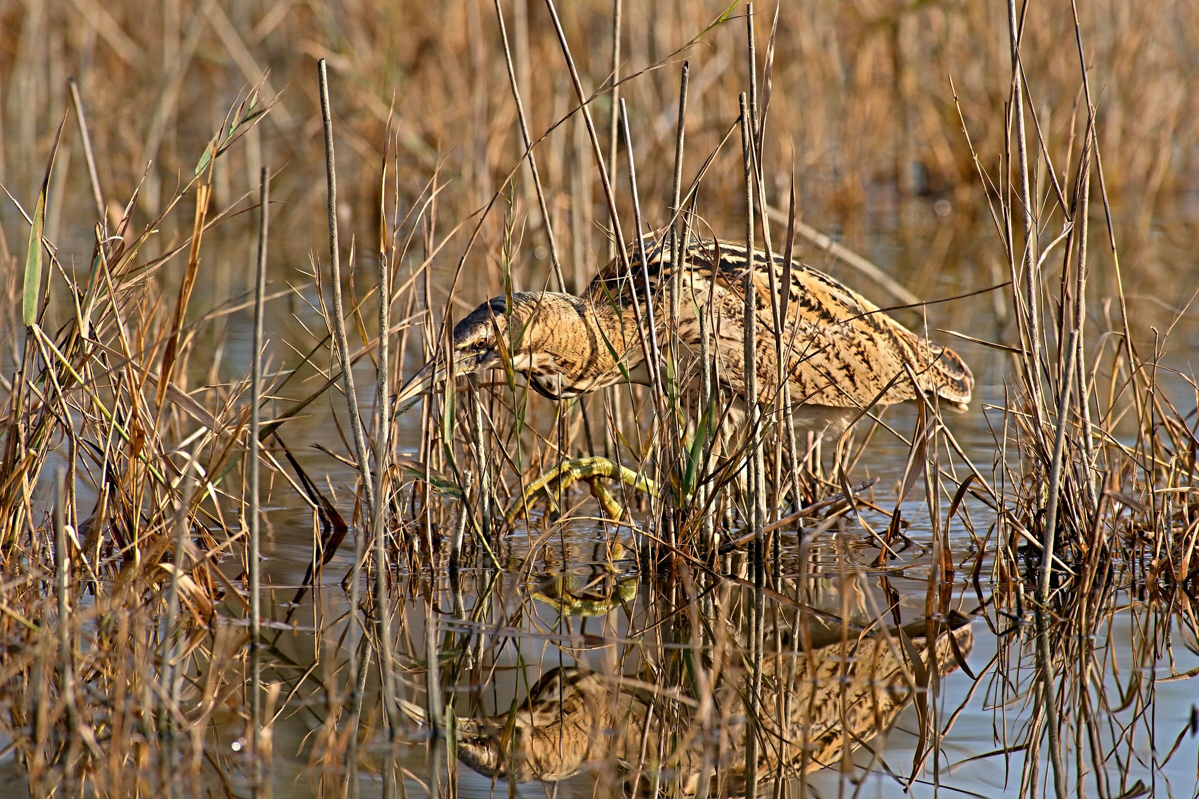 Bittern