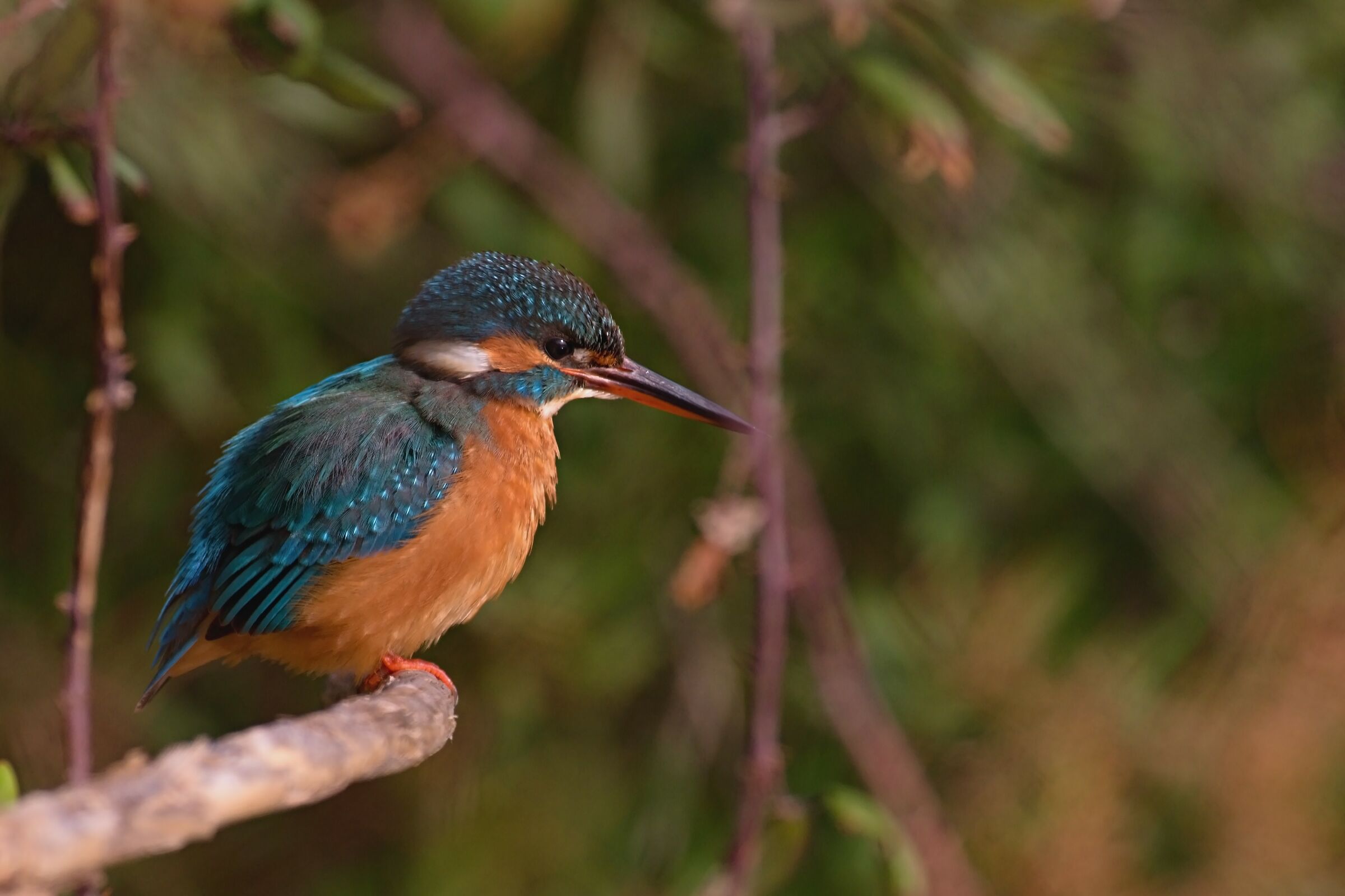 Kingfisher