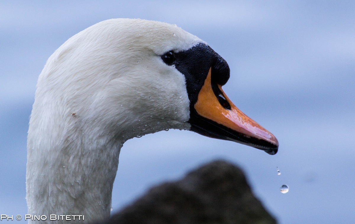 Mute Swan
