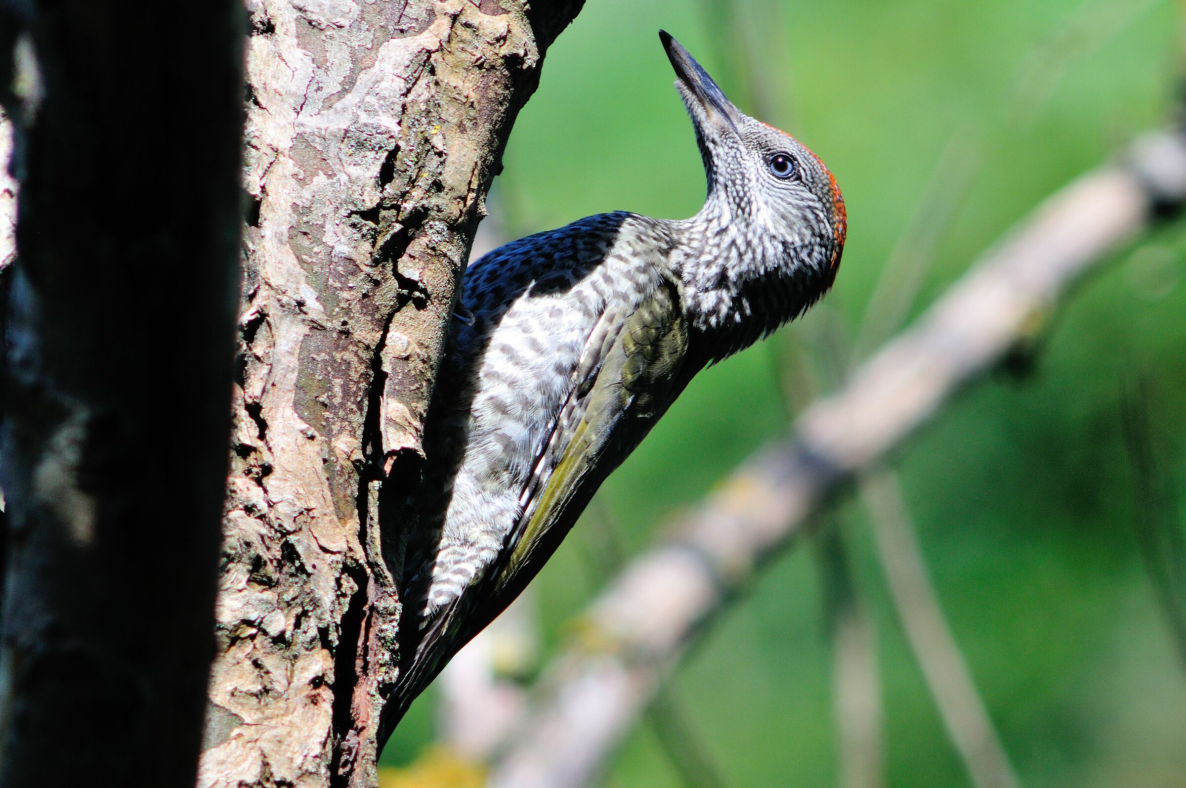 Juv green woodpecker.