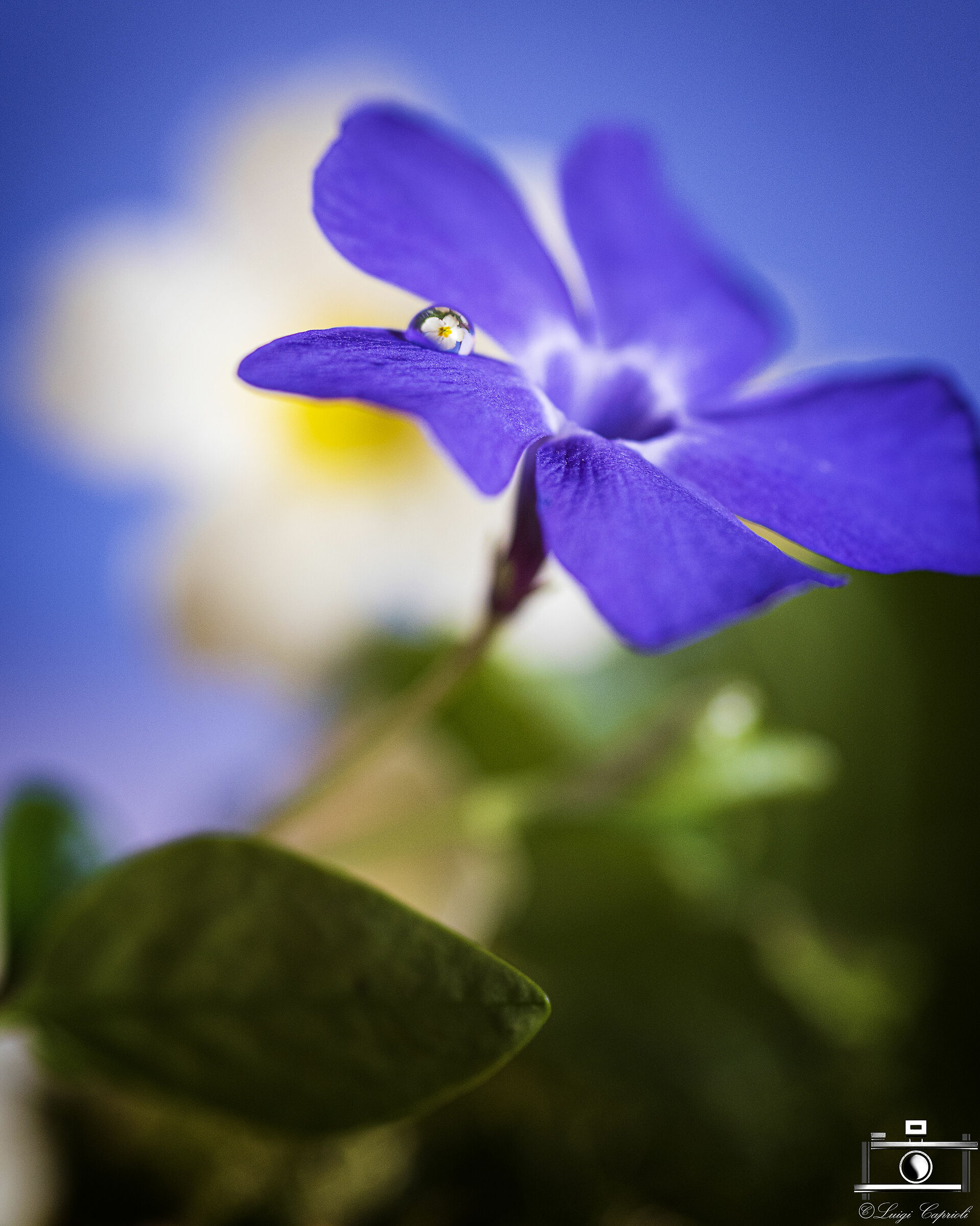 a little macro in the garden #iorestoacasa