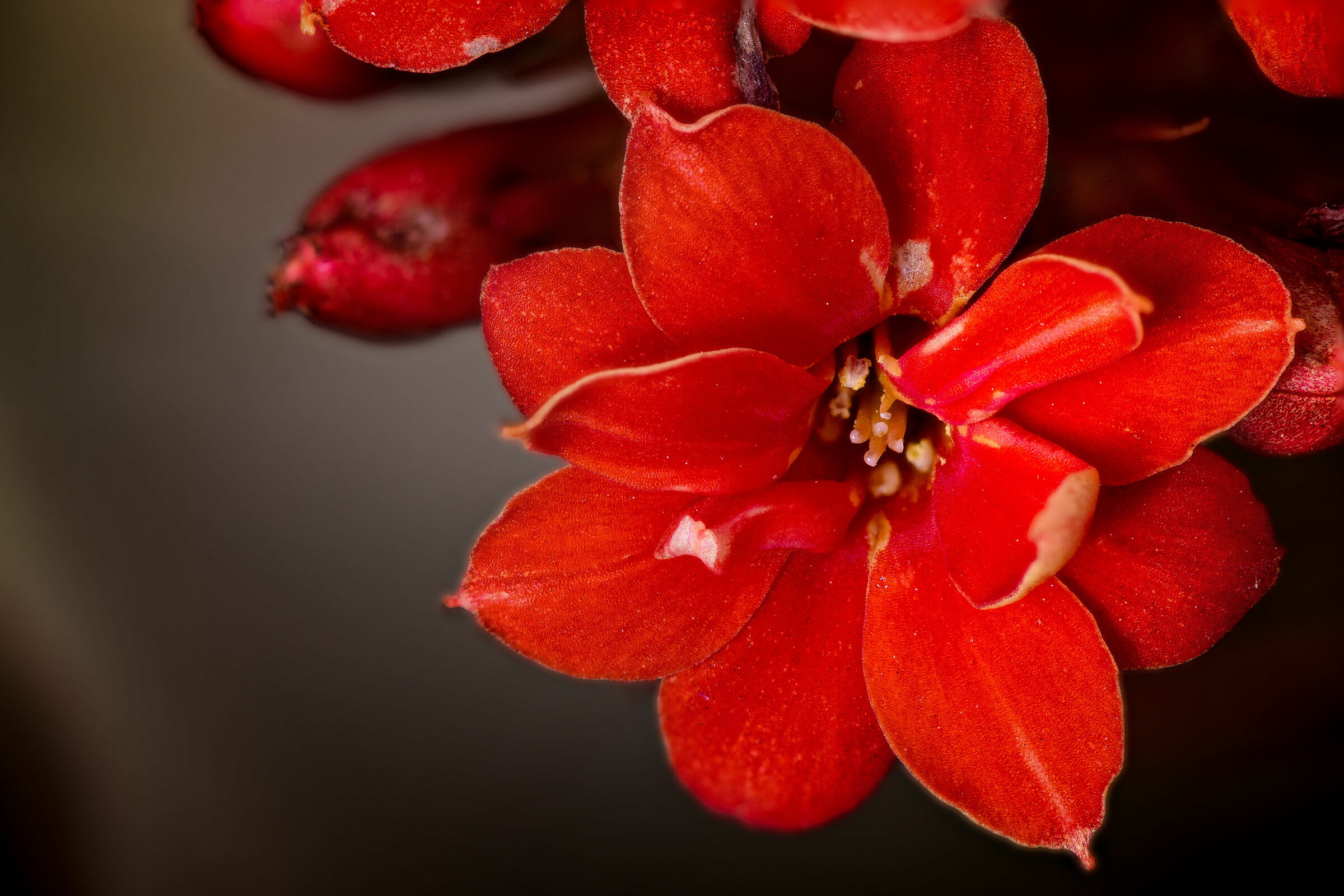#macro #micro #nikon flowers #z6