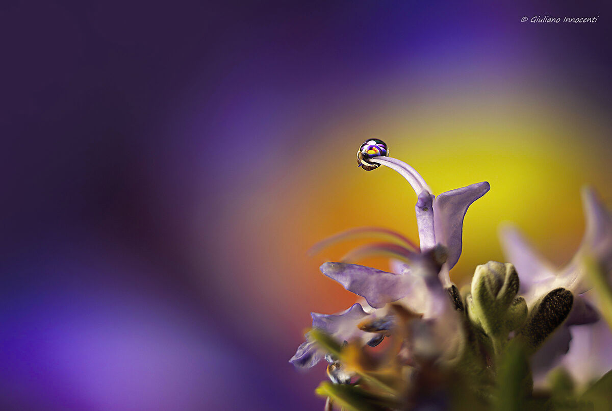 drops & flowes....IoRestoaCasa