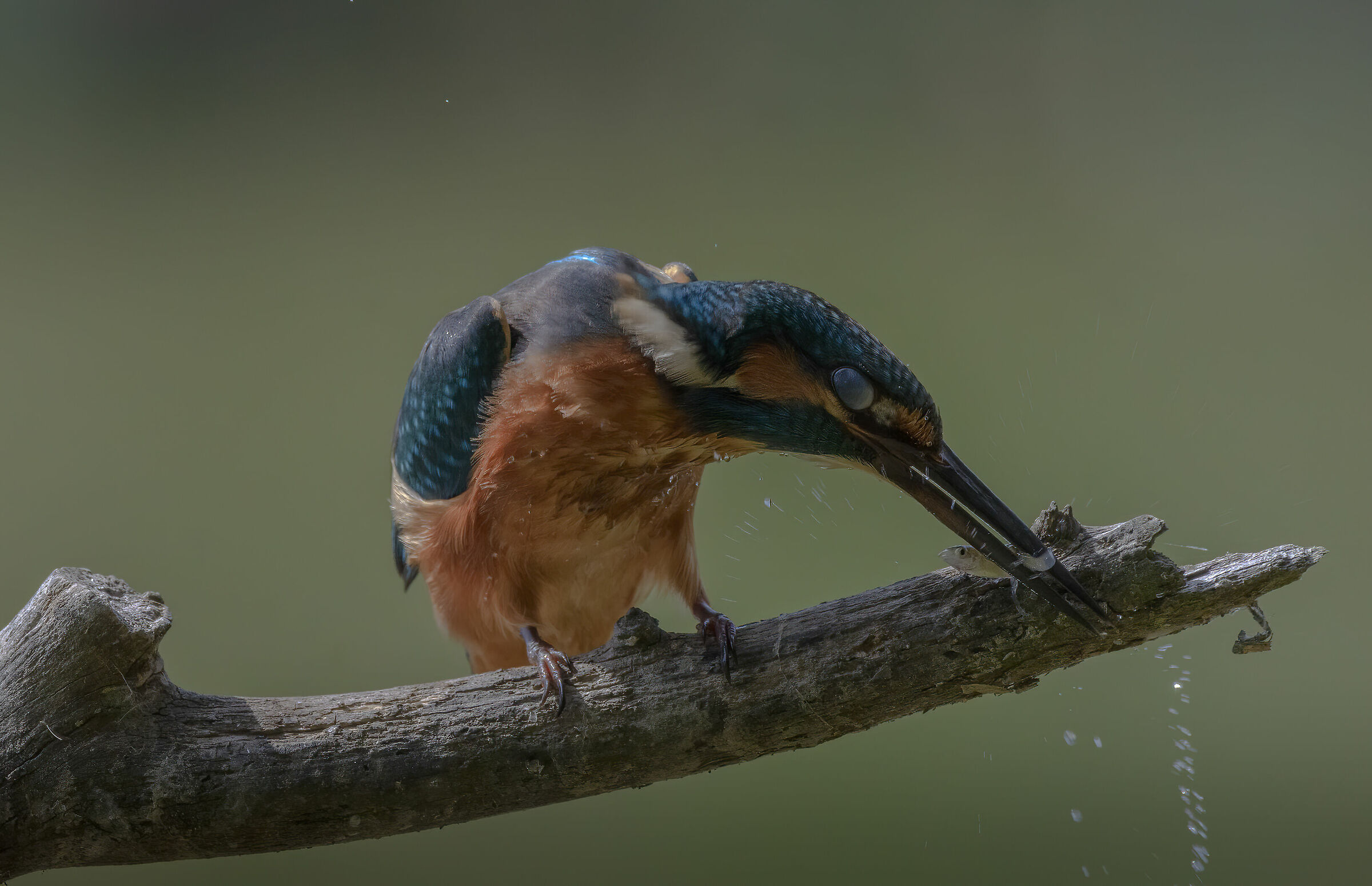 Kingfisher feast