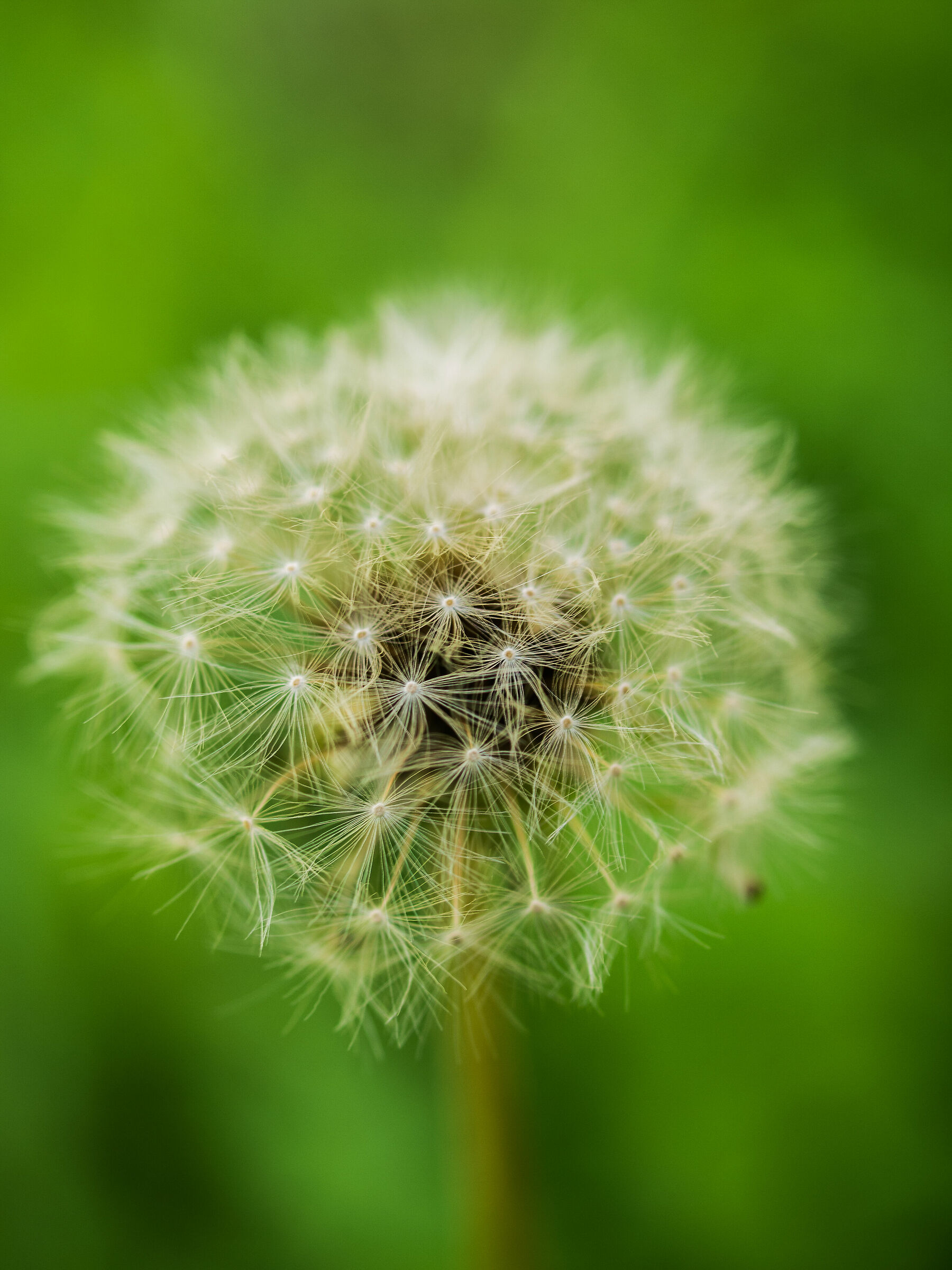 Dandelion