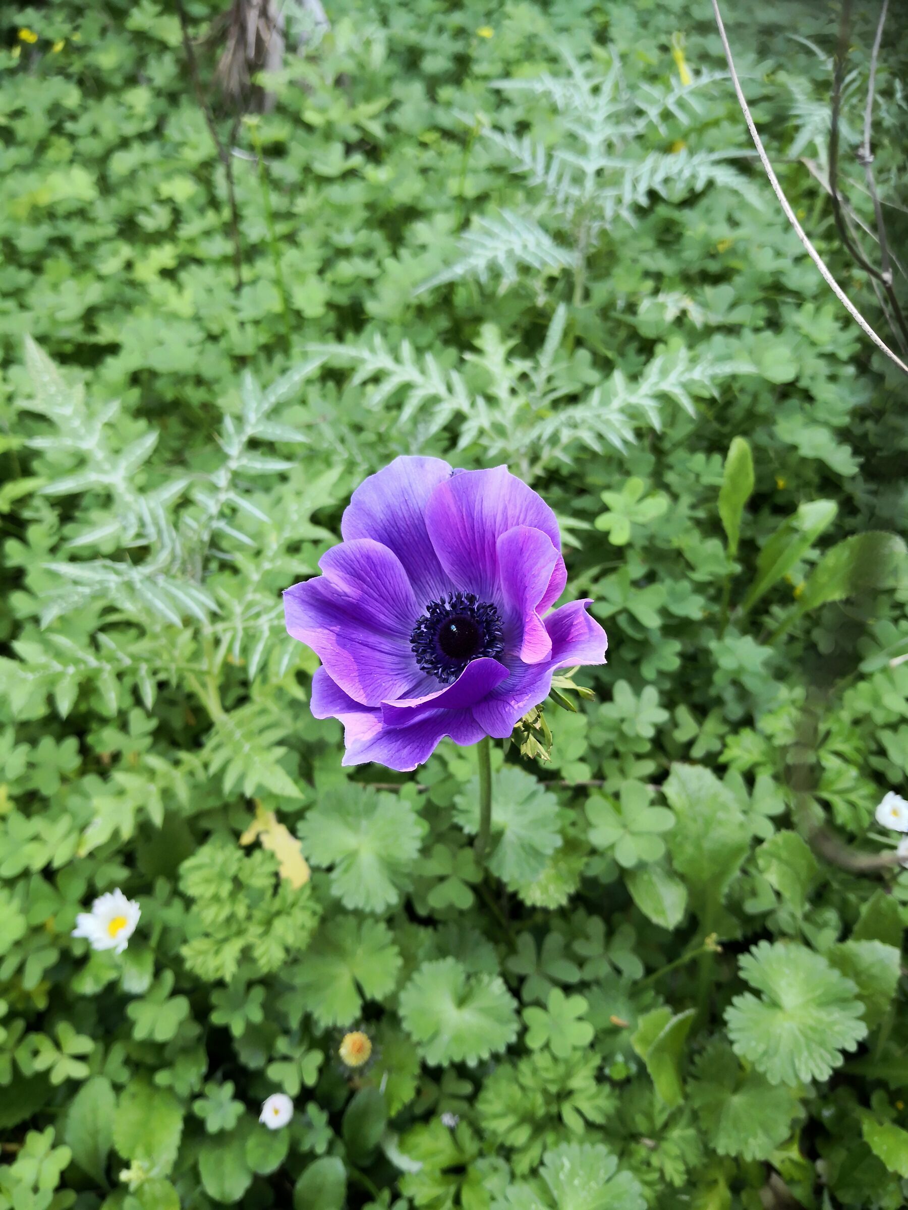 Anemone coronaria