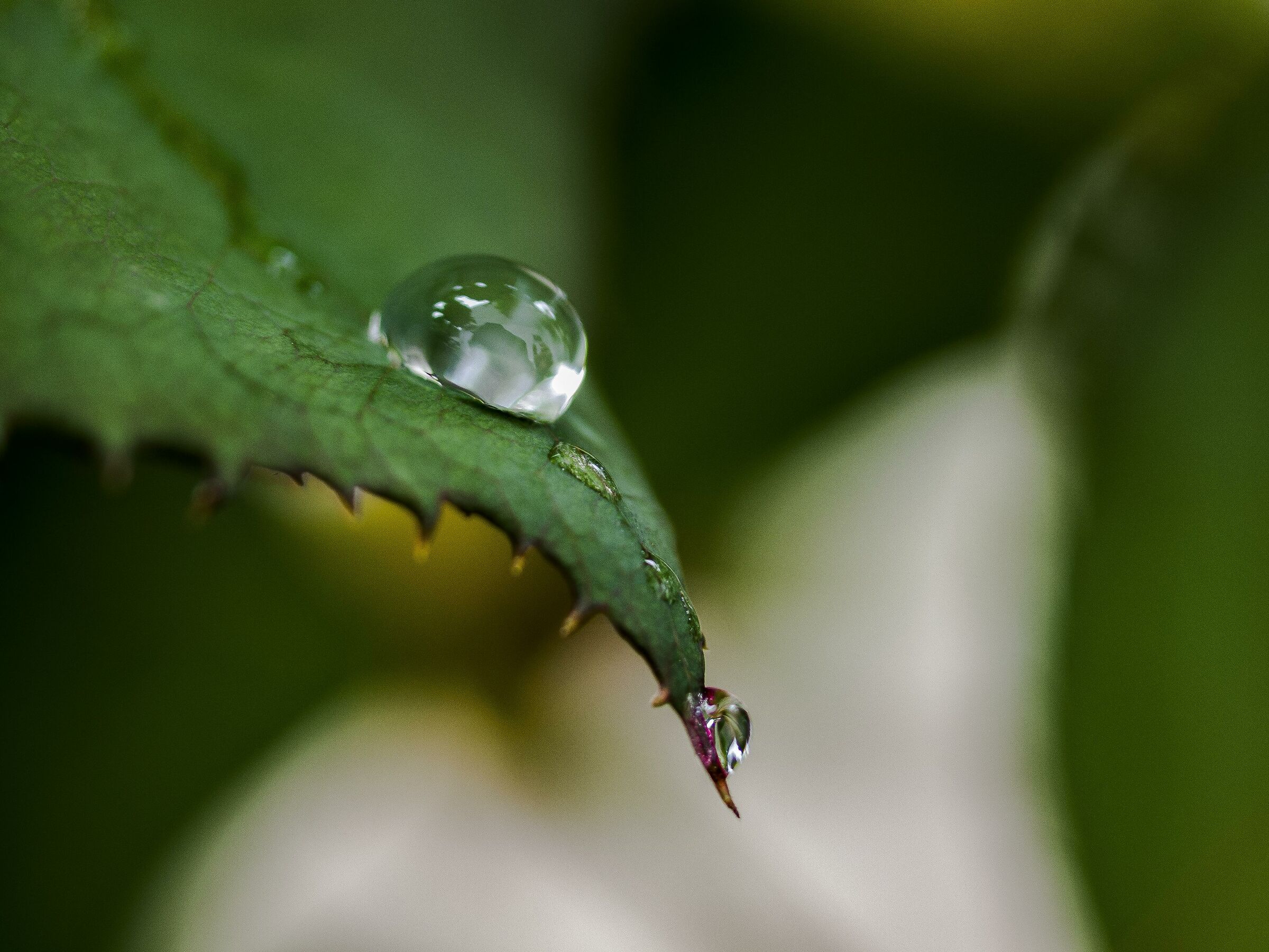 leaf drop