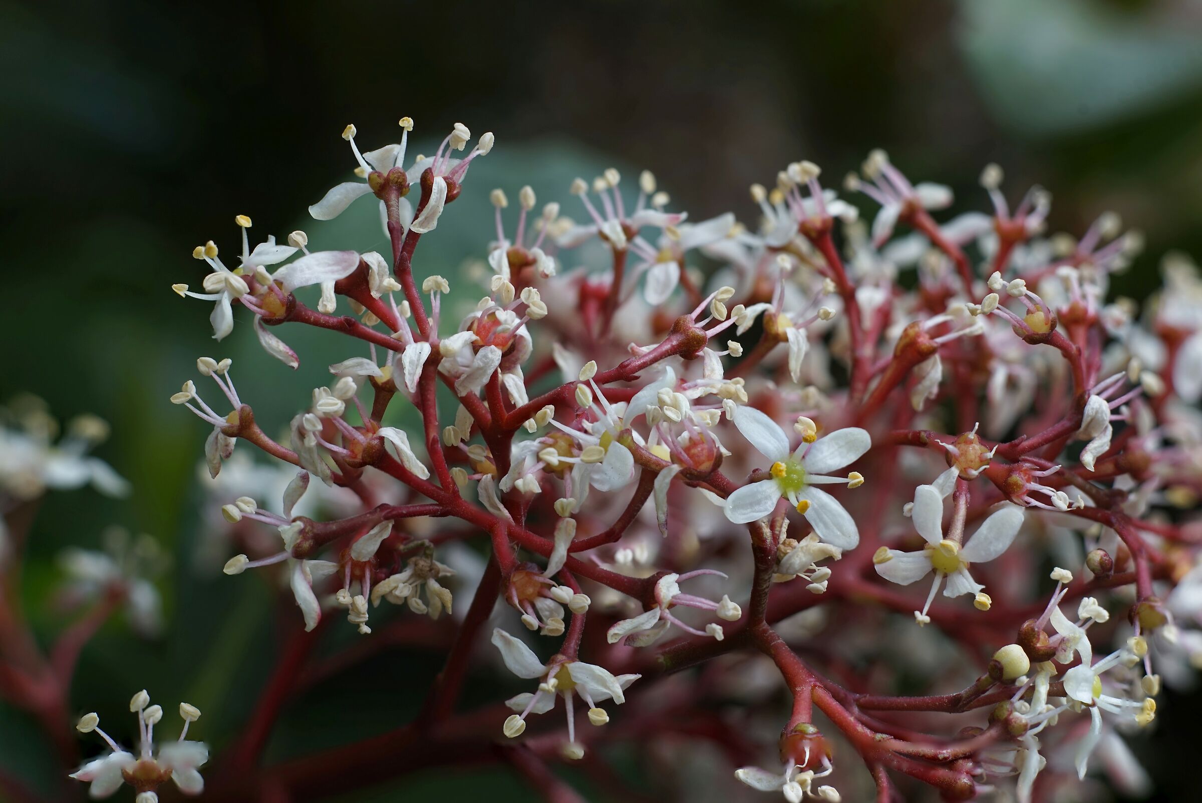 Skimmia japonica Thunb.