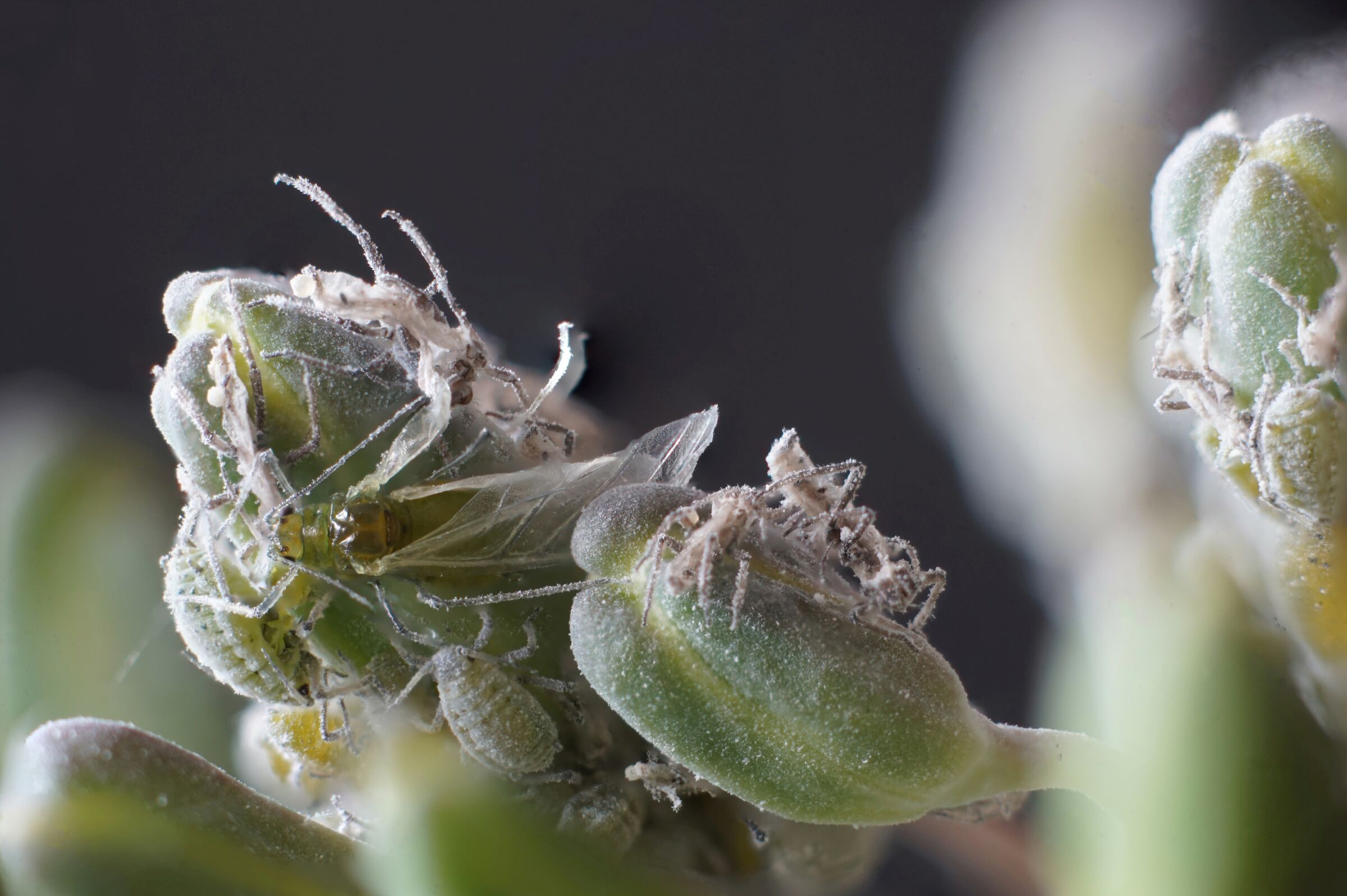 Un micromondo di pidocchi