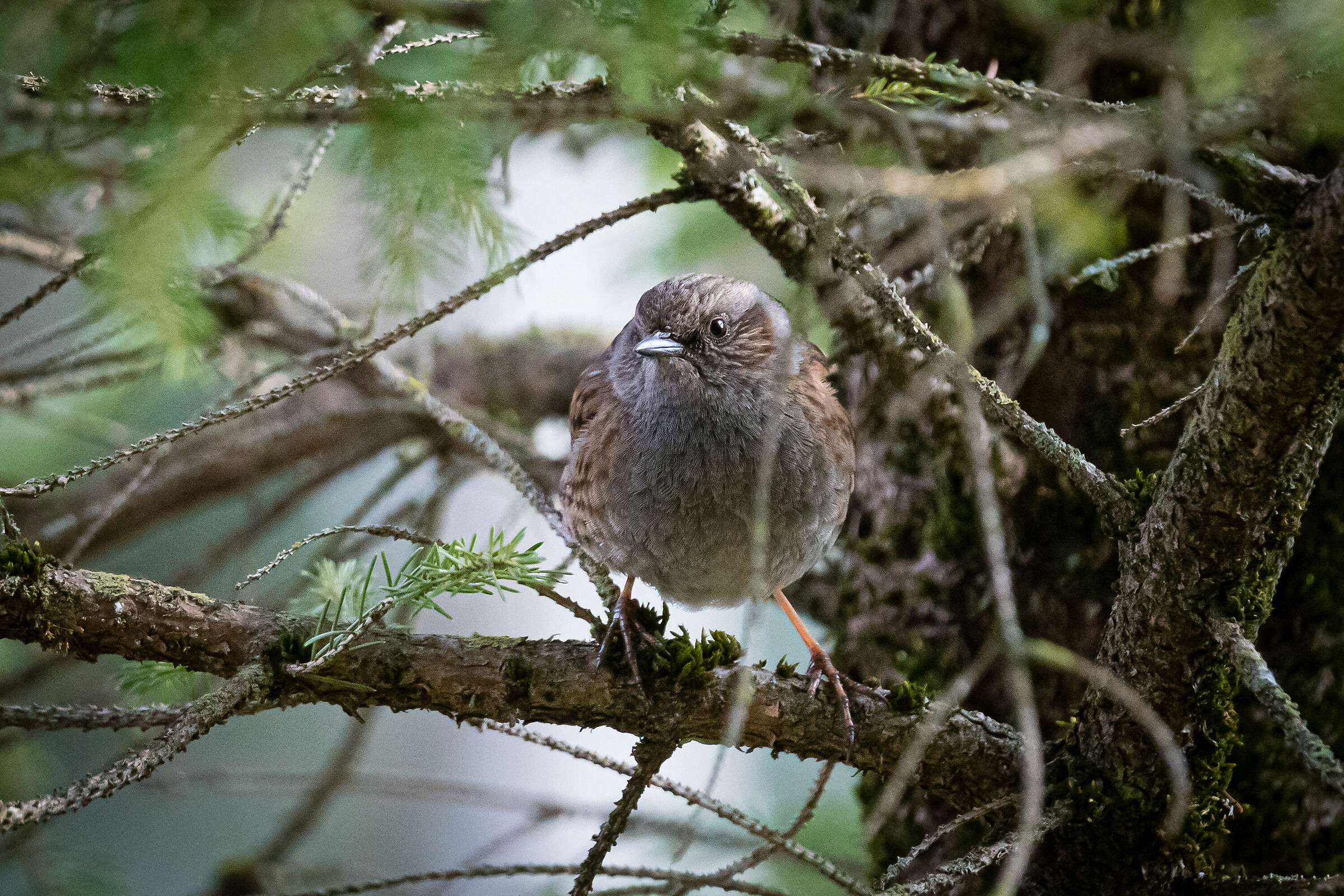 Tra i rami (Passera Scopaiola)