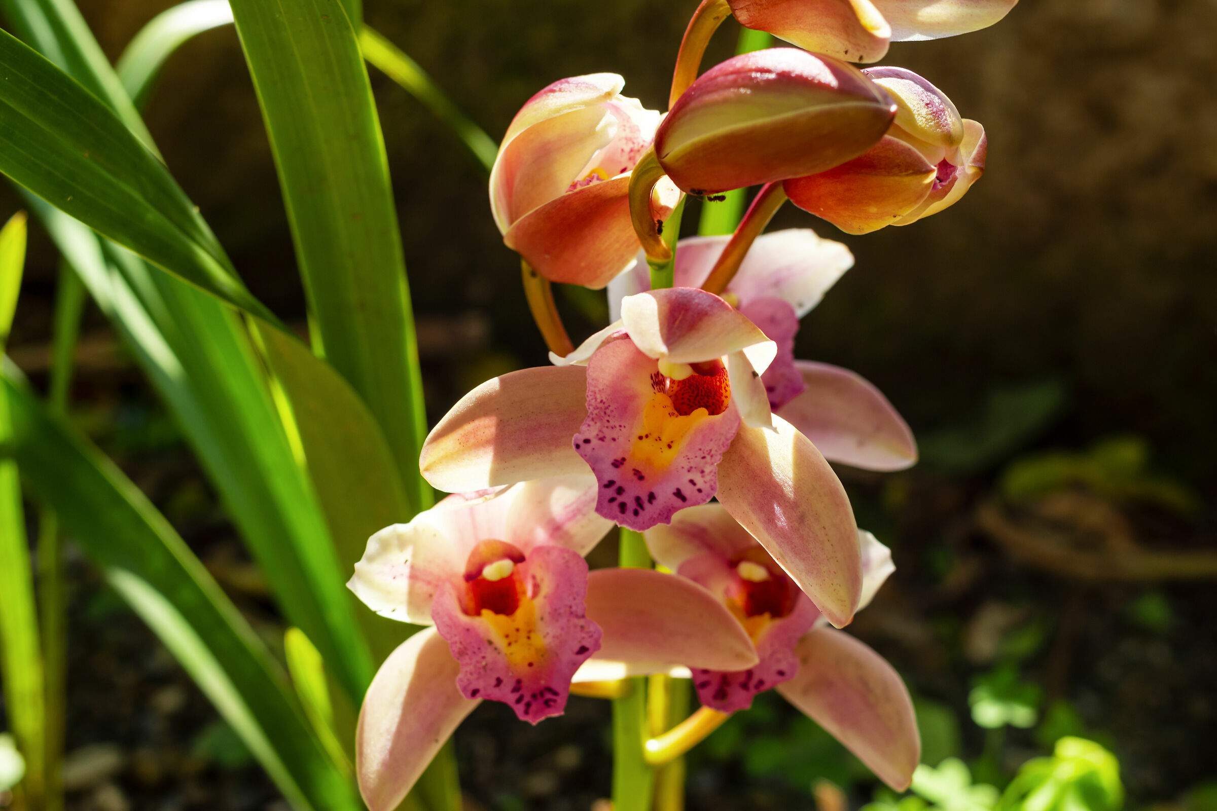 Orchid