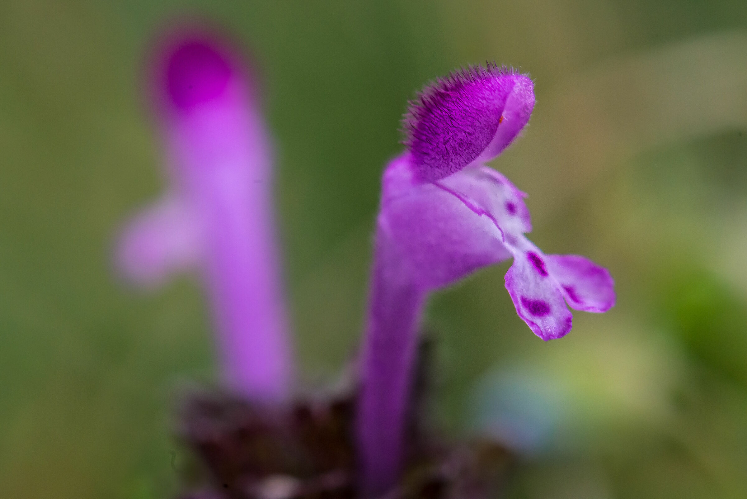 micro fiori di prato