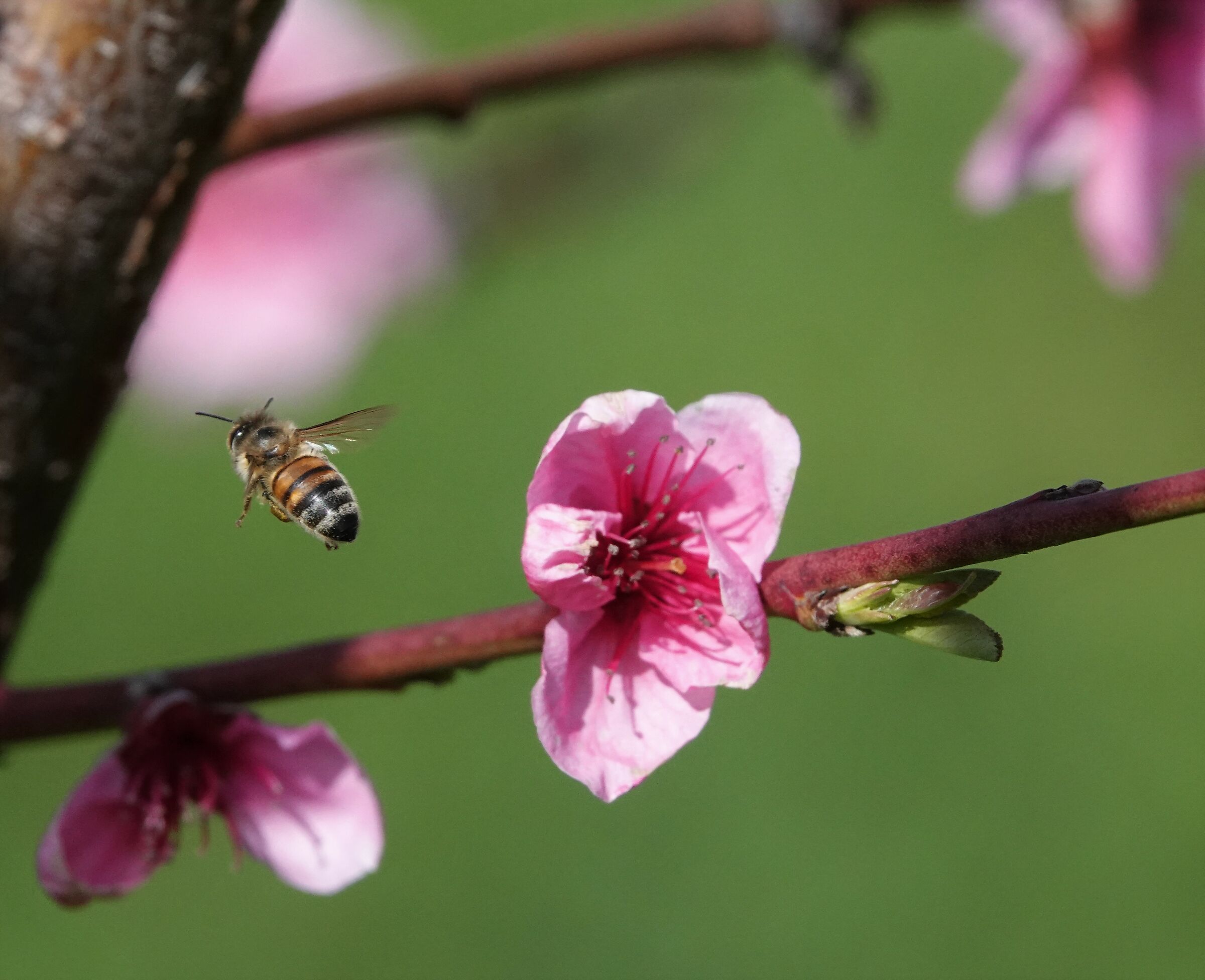 pink flower peach flower.... and bee