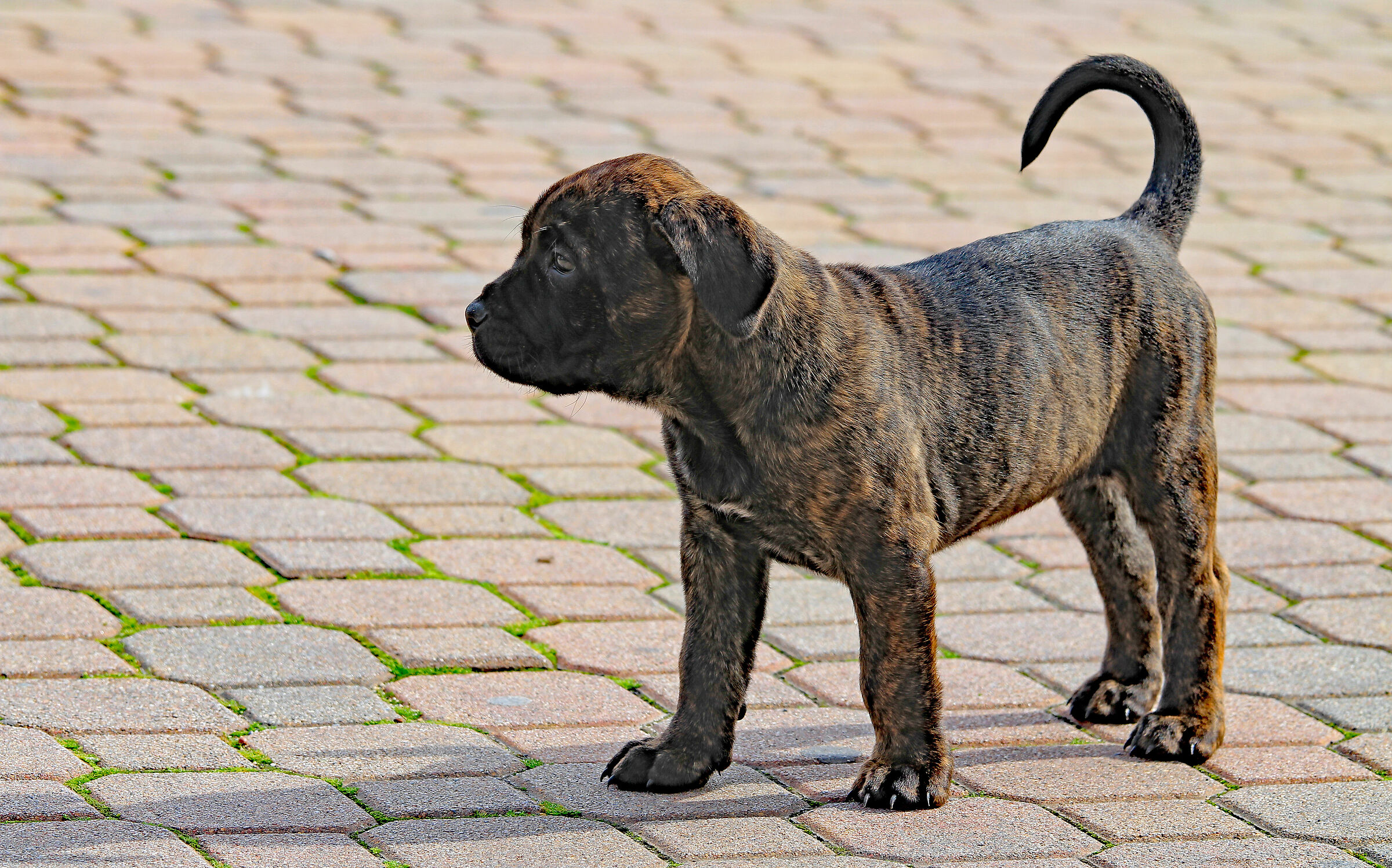 Cucciolo di mastino