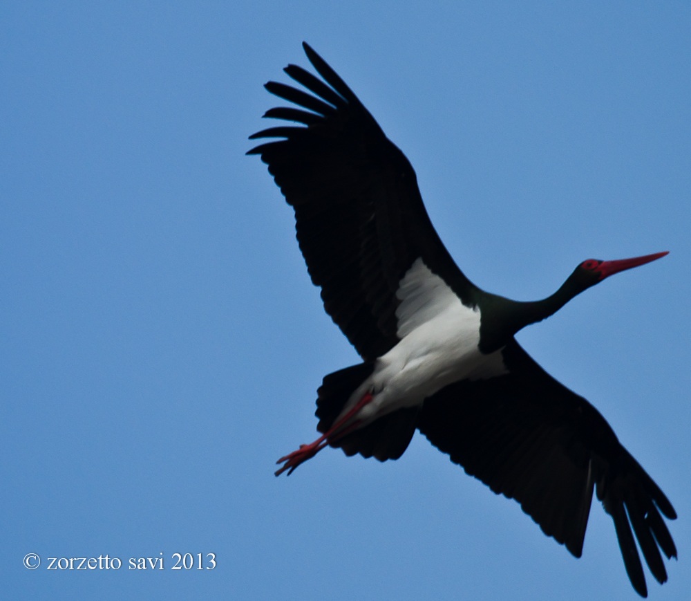 Black Stork