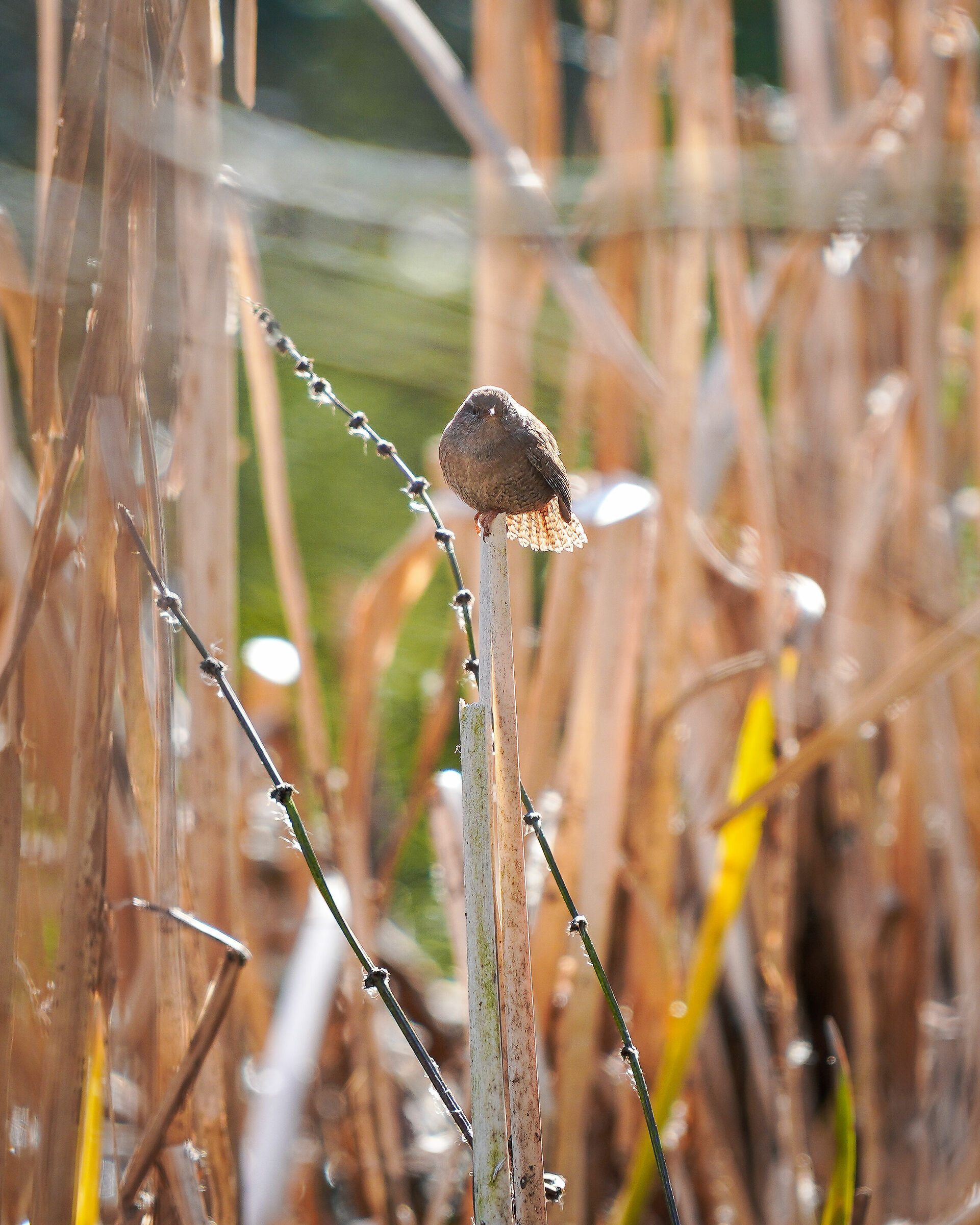 Wren on reed