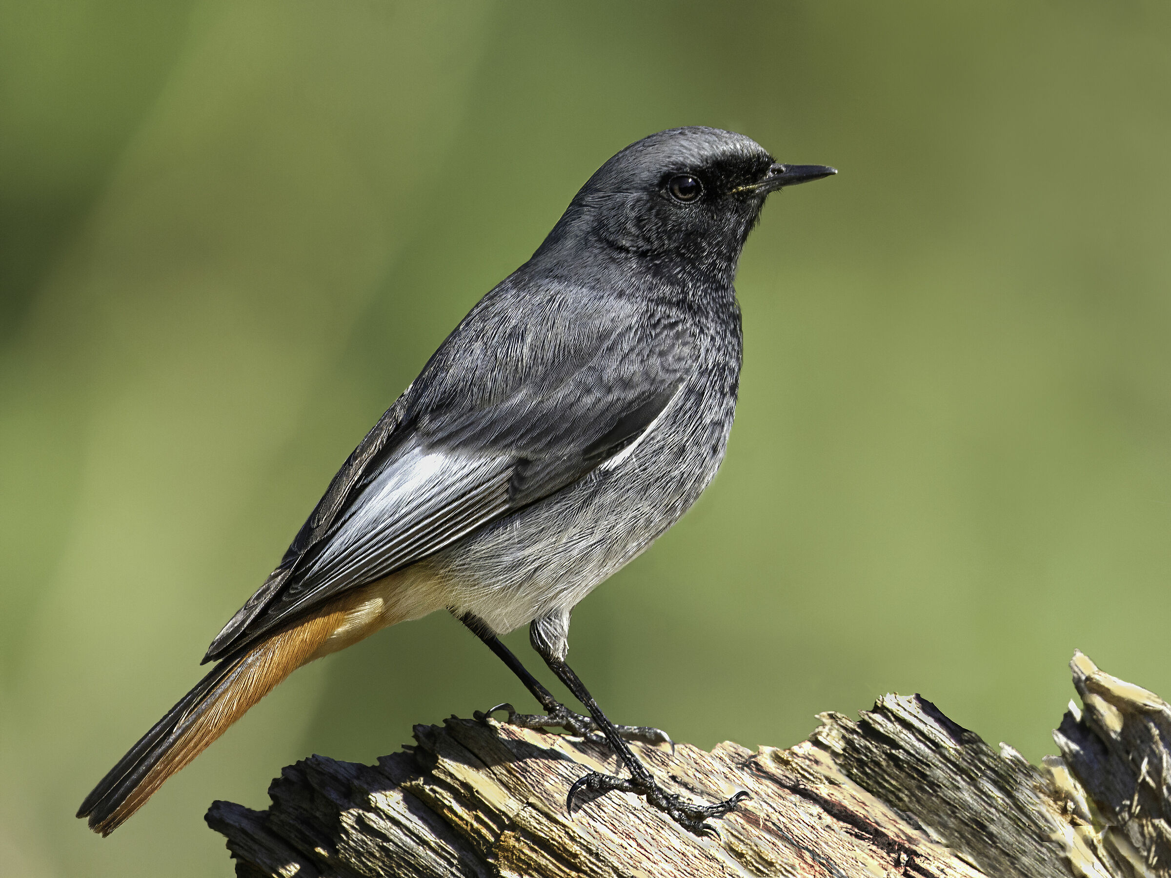 Codirosso Spazzacamino