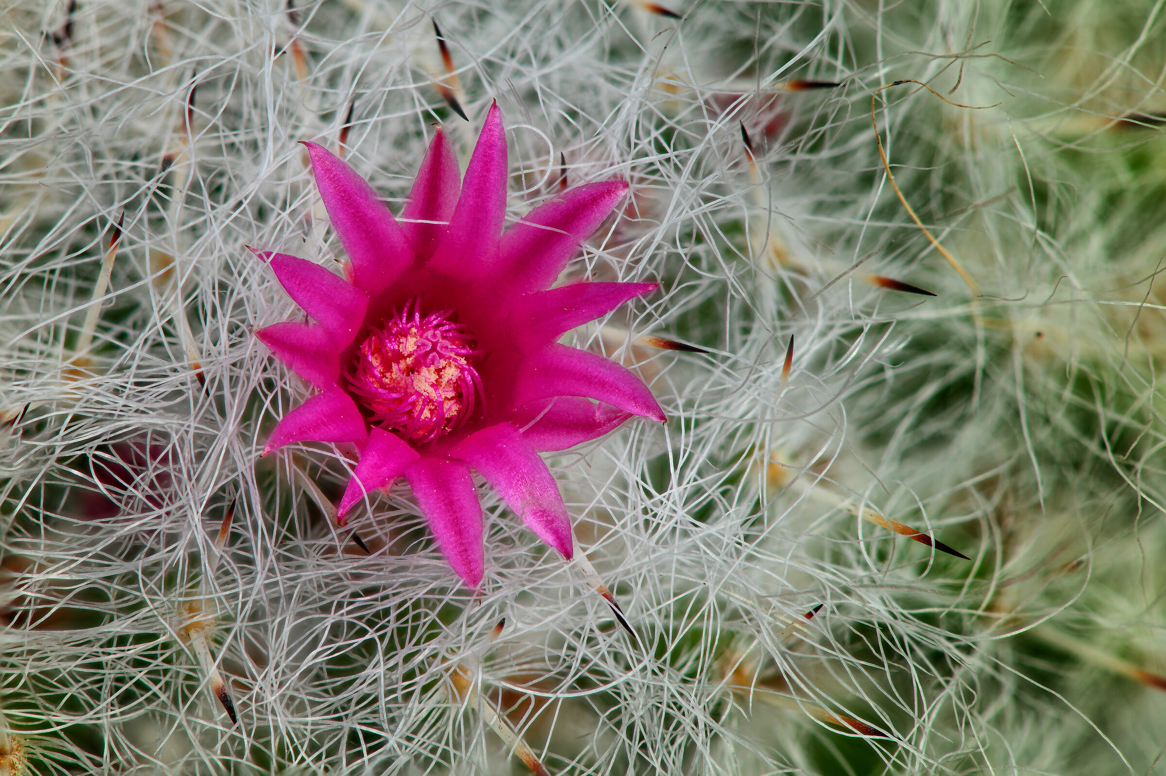 #fiore #nikon #macro #spine #petali thorns #fiore #nikon