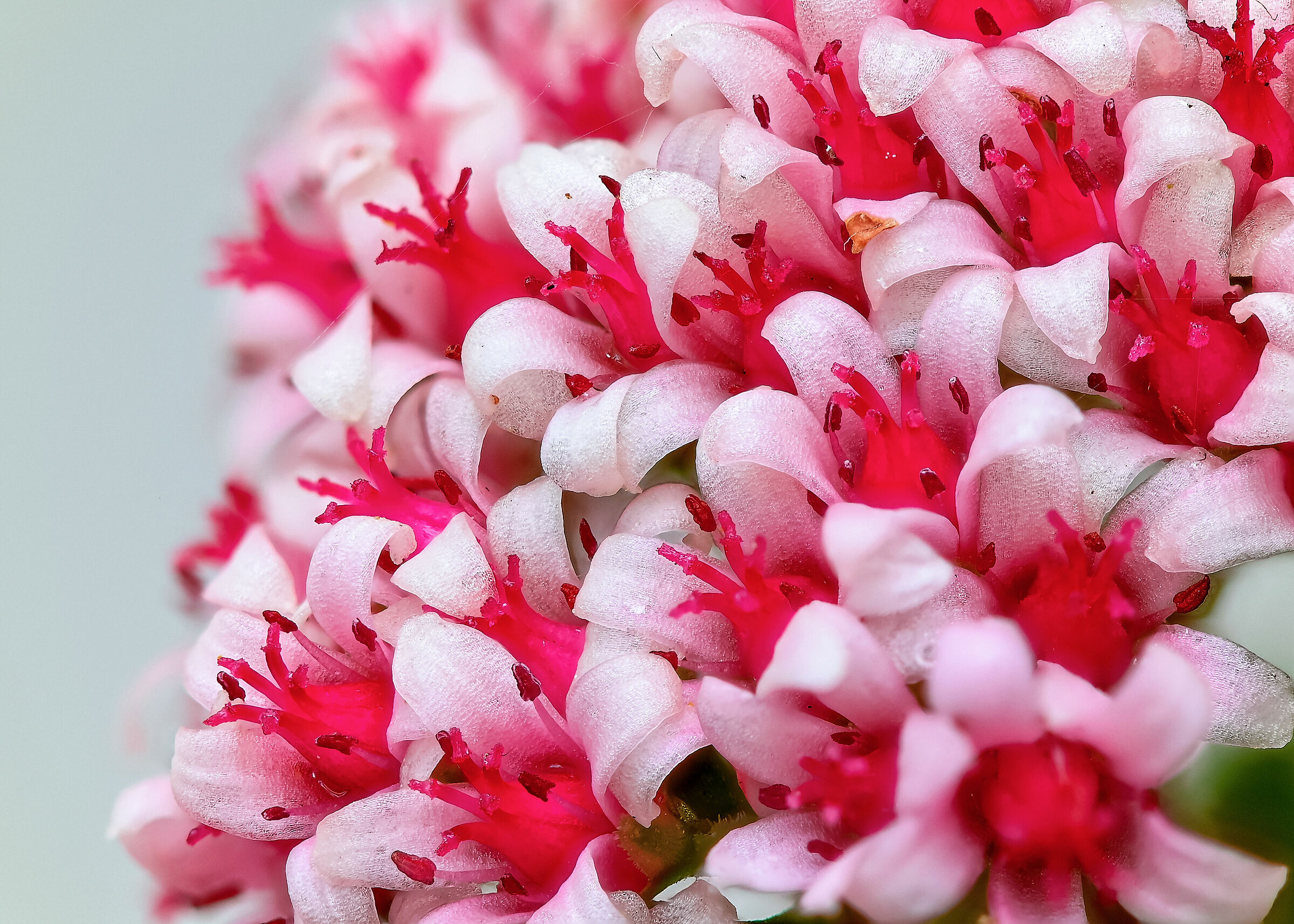 #spine #macro #spine #nikon #fiore bouquet #petali #bouquet