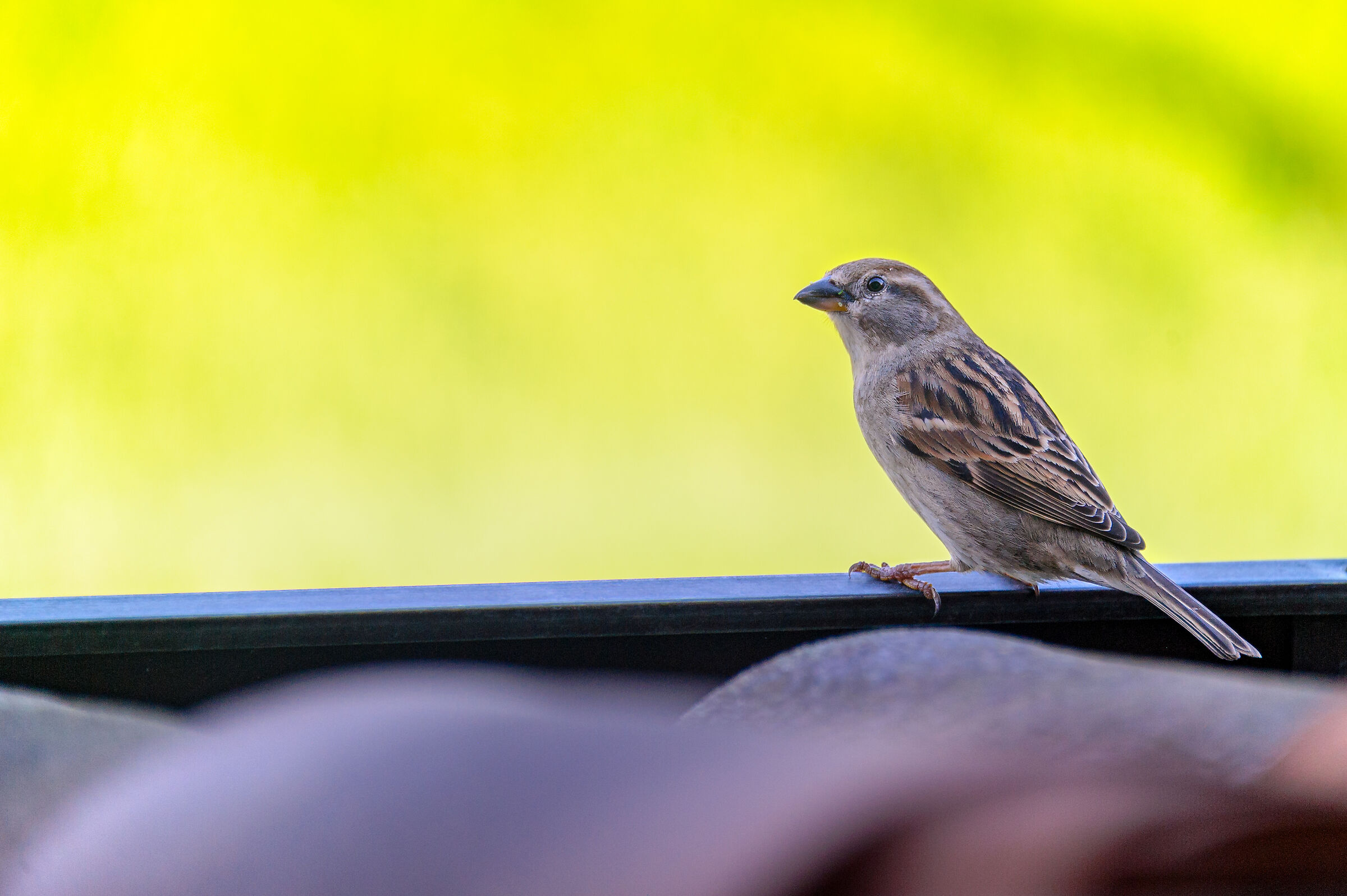 #d3s #d3s #nikon #uccelli #fauna window #fauna #nikond3s