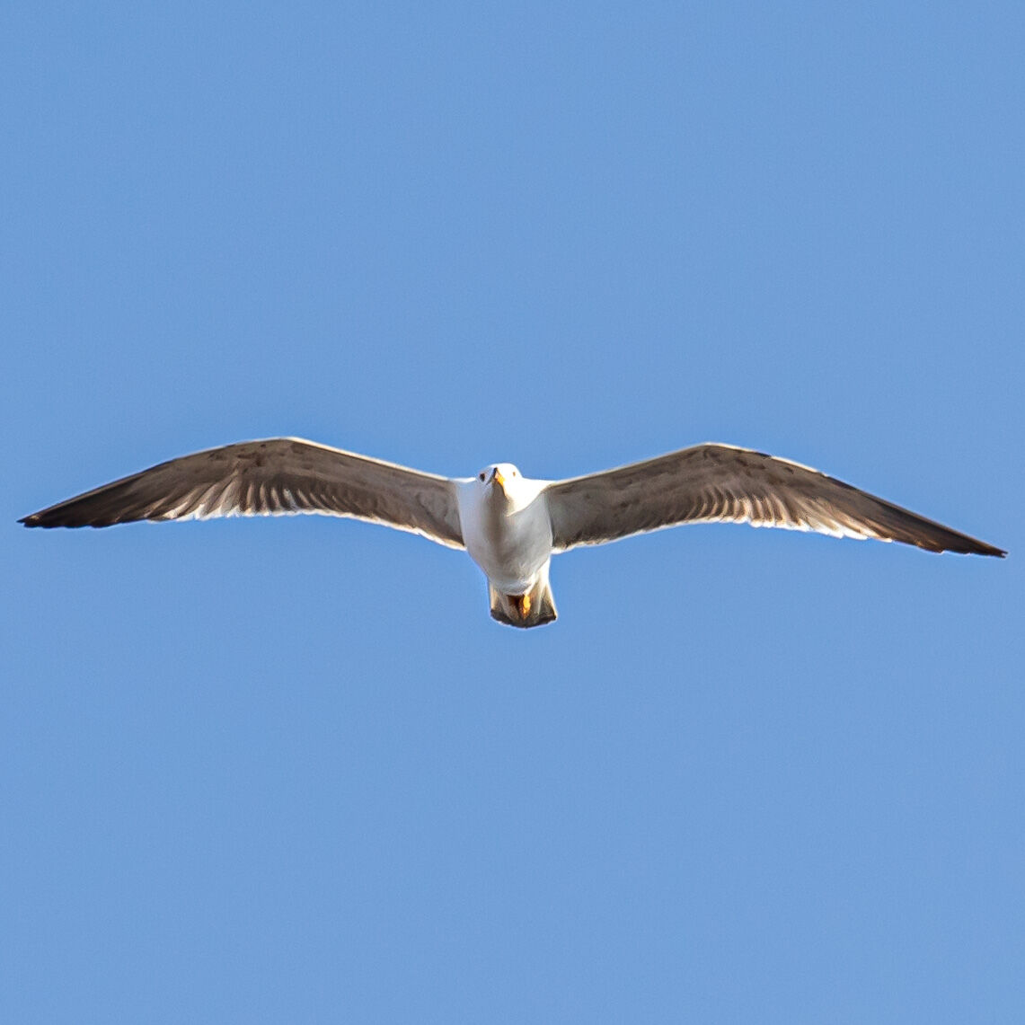 seagull in flight