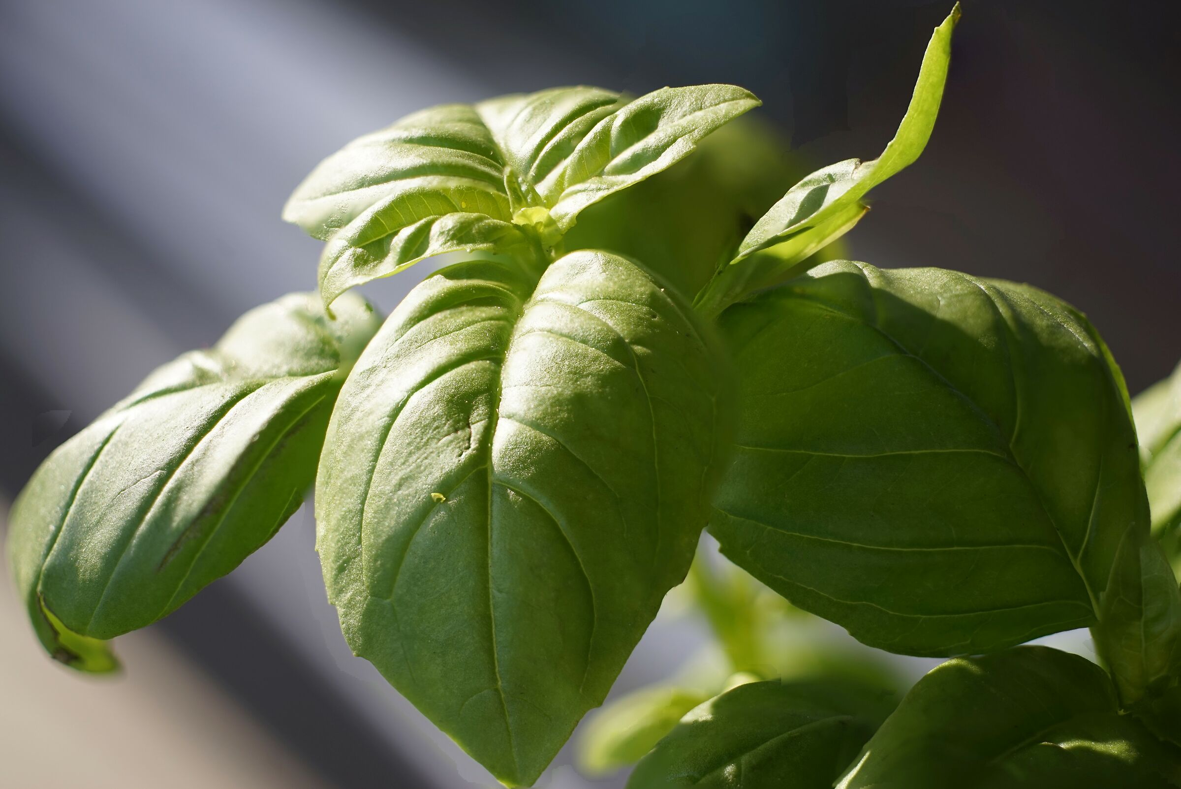 Il mio primo focus stacking / basilico