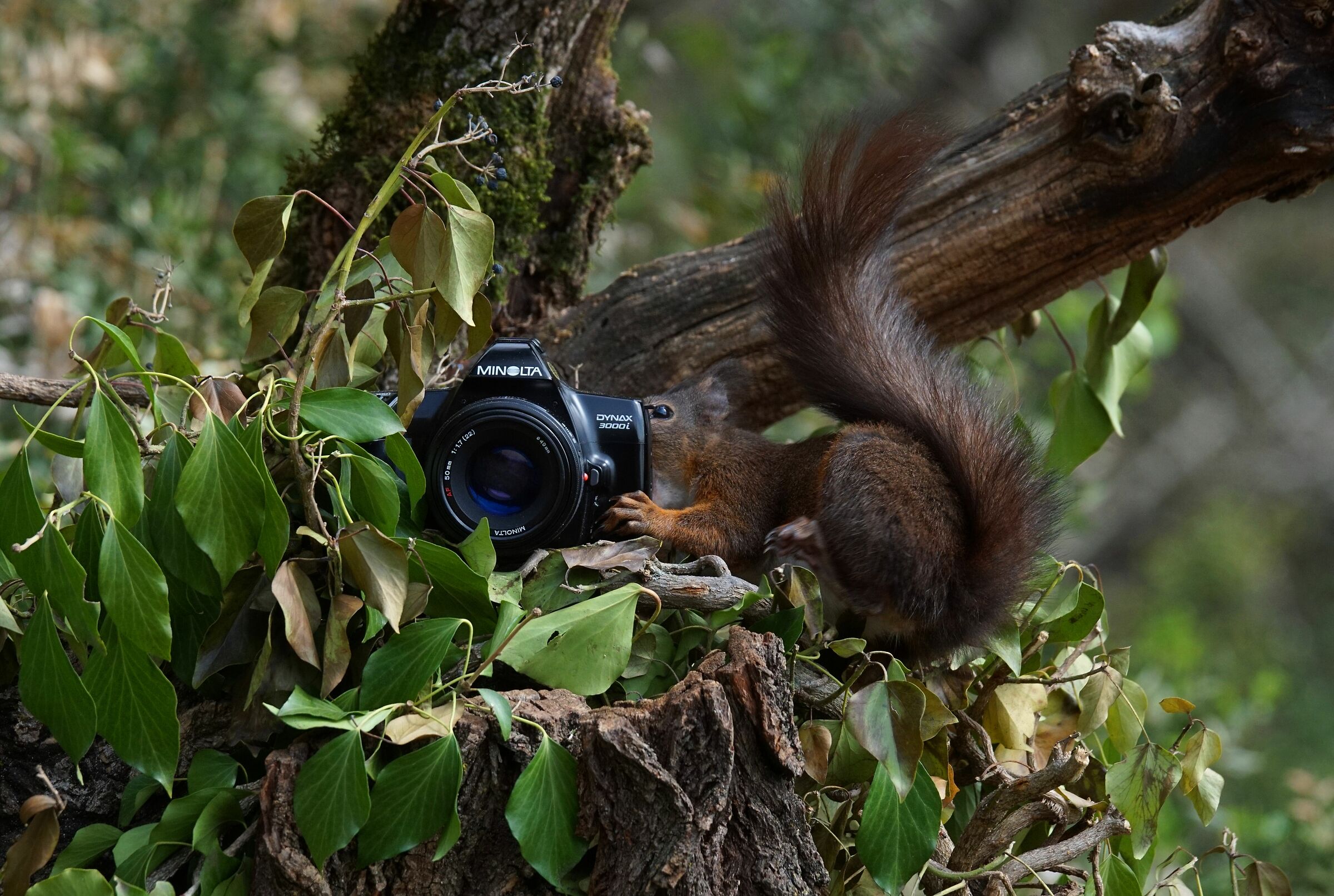 to the three together... ciiiissss