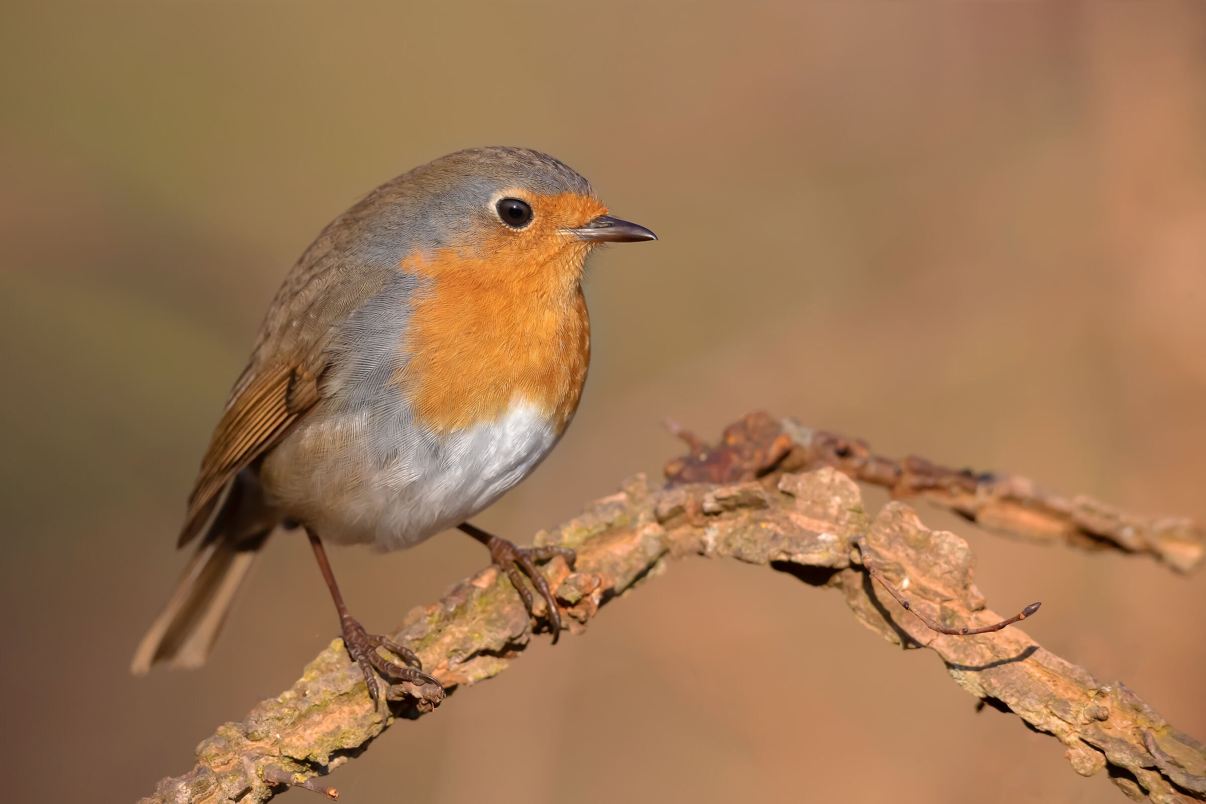 Febbraio 2019 - Immagine in 4K