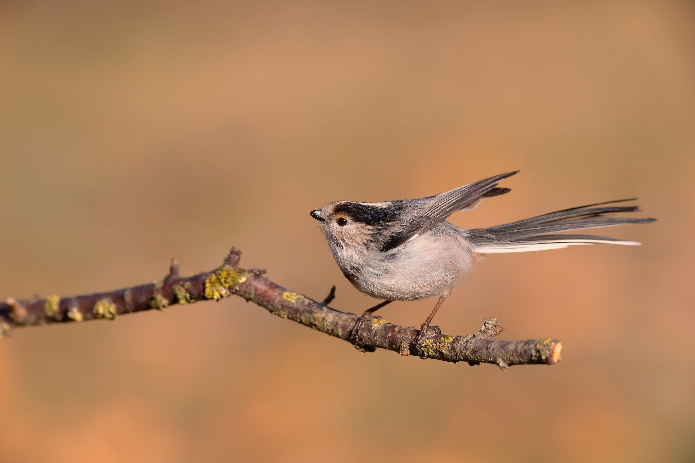 Codibugnolo - febbraio 2019