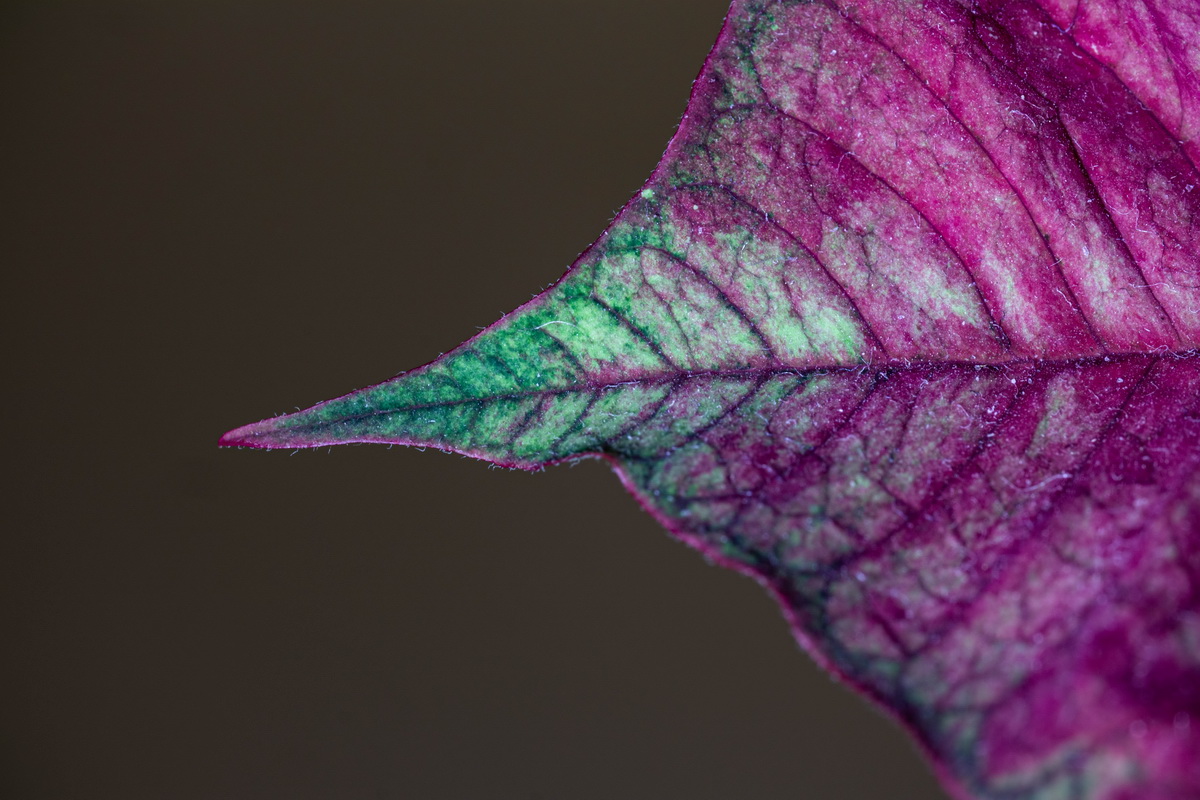 Foglia Rosa