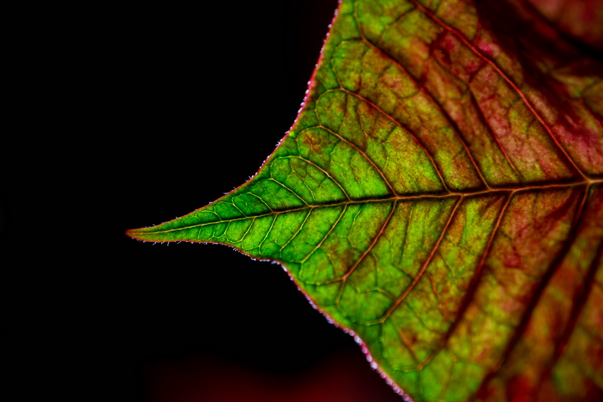 Leaf