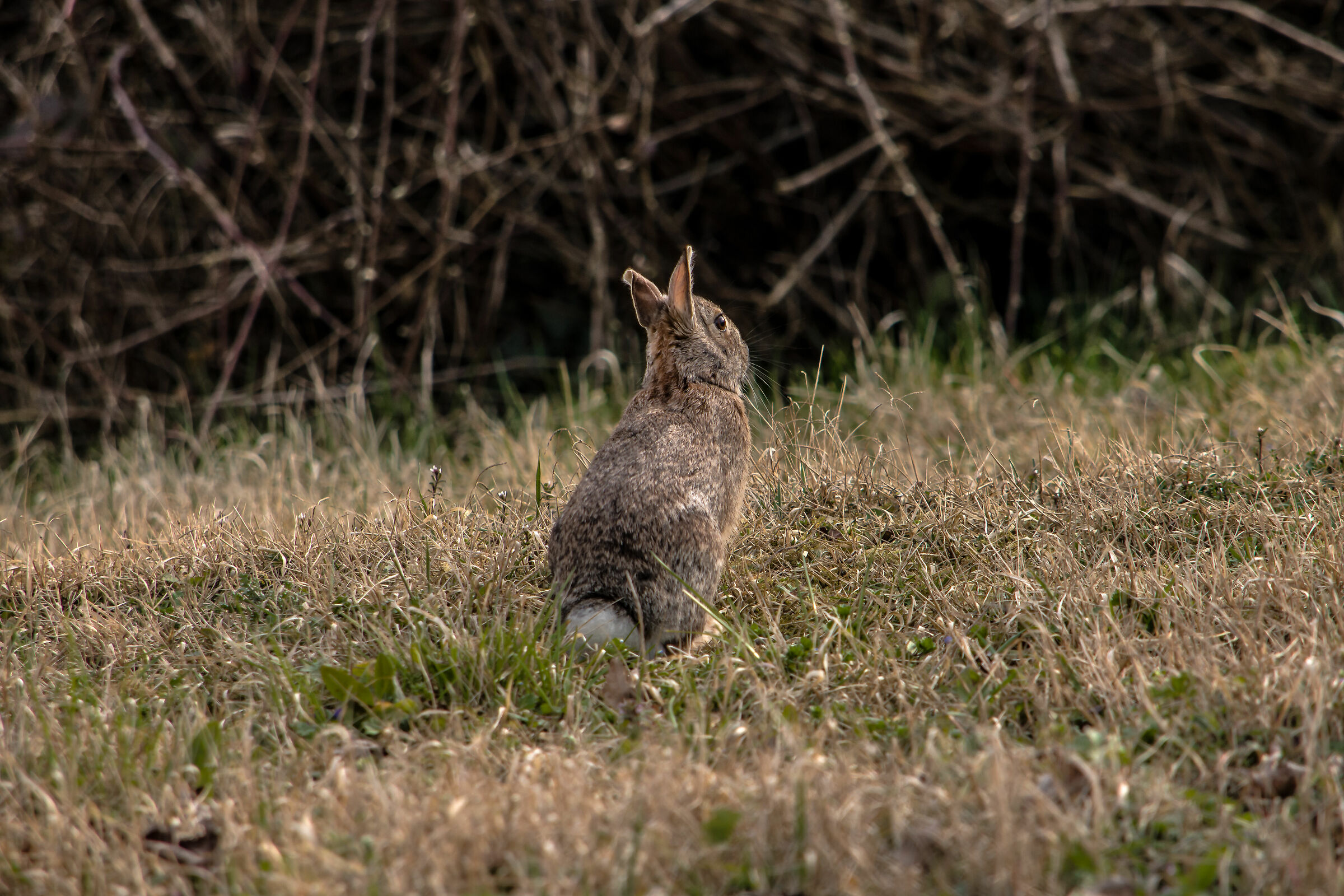 Minilepre at the end of winter