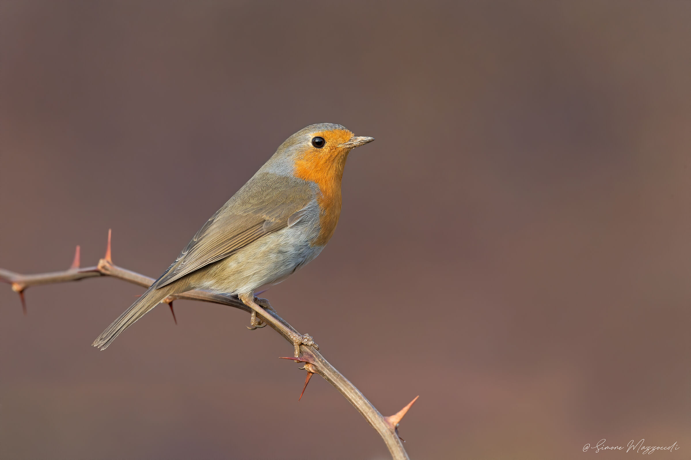 Robin